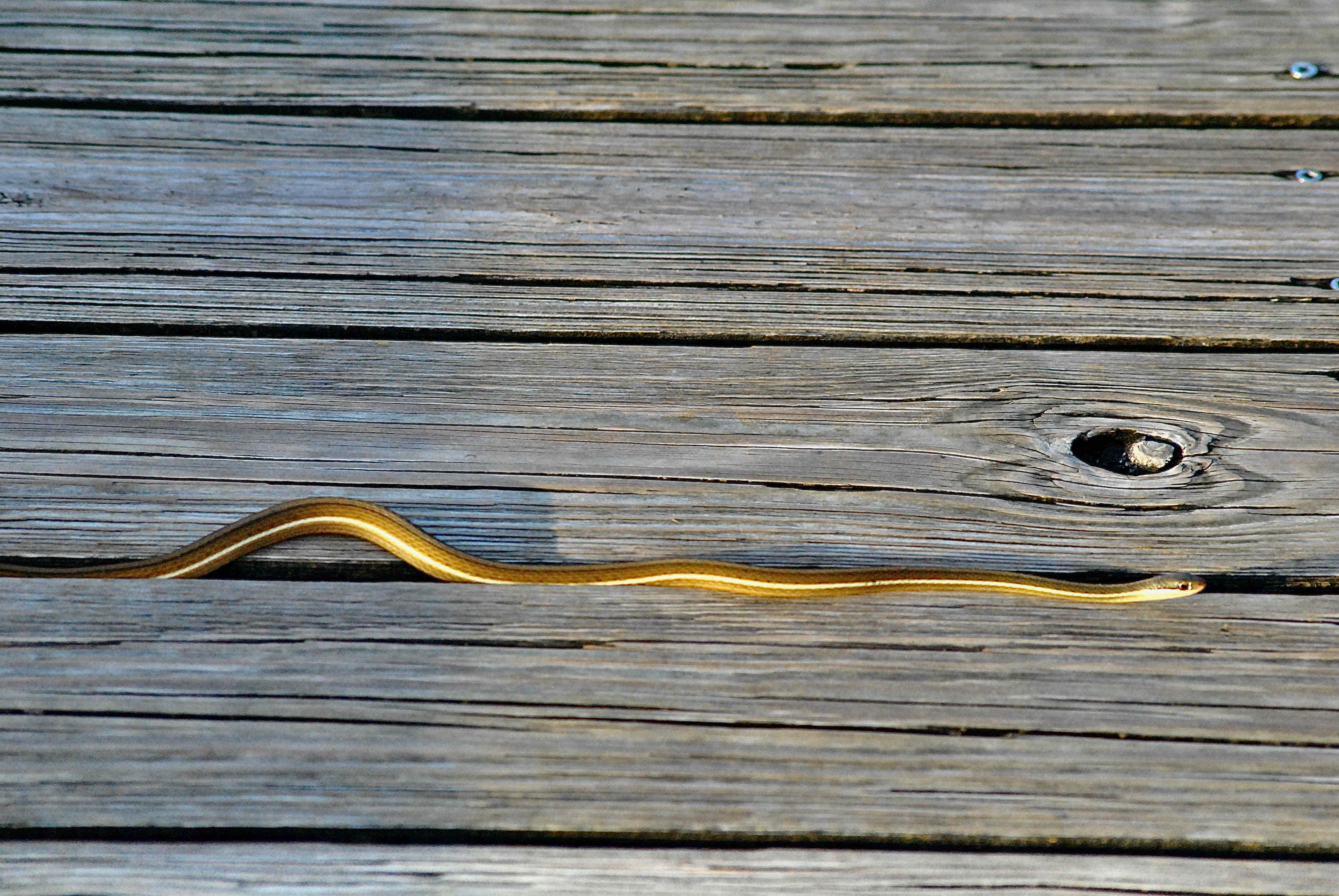 eastern ribbon snake