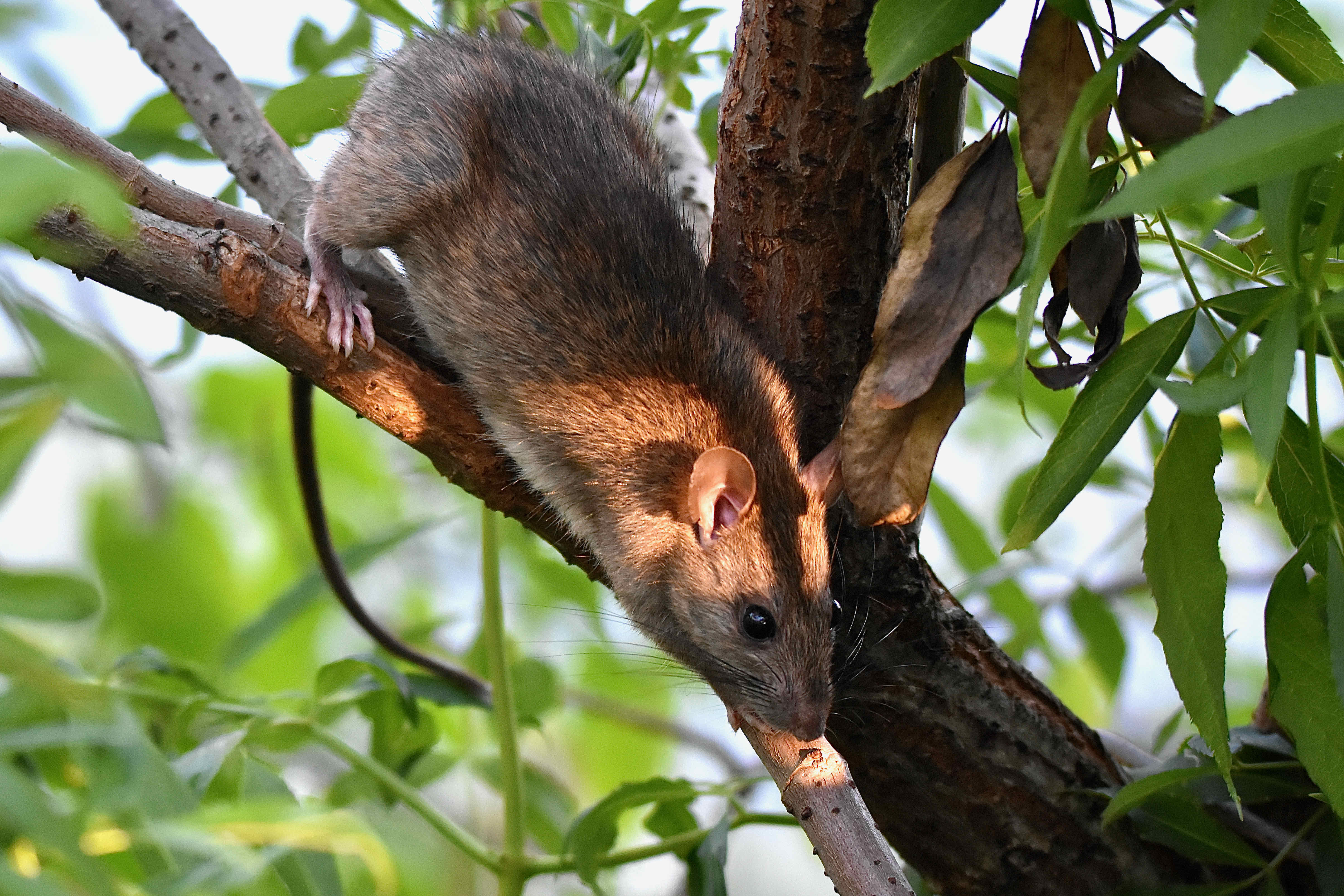 Roof Rat