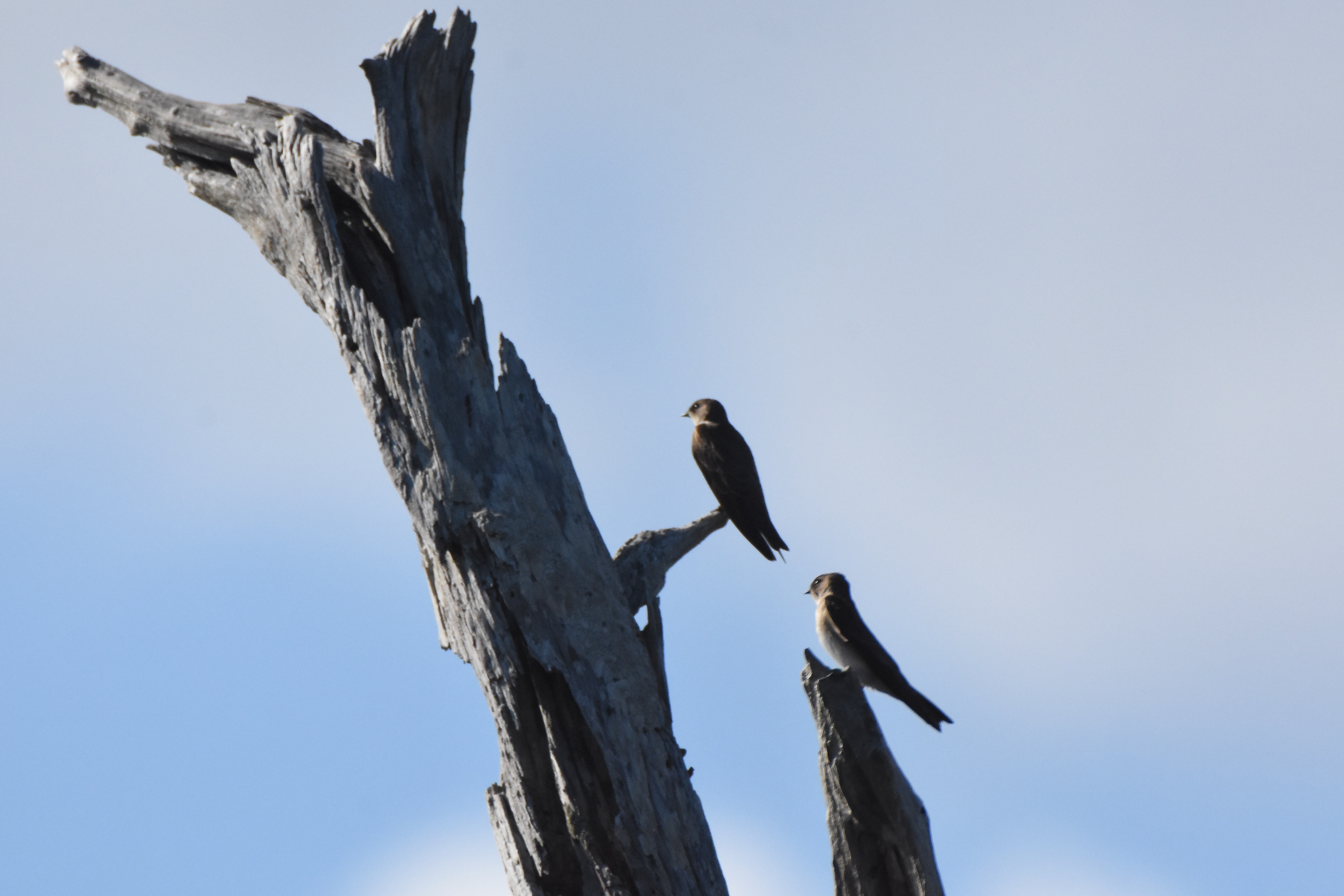Northern Rough-winged swallow