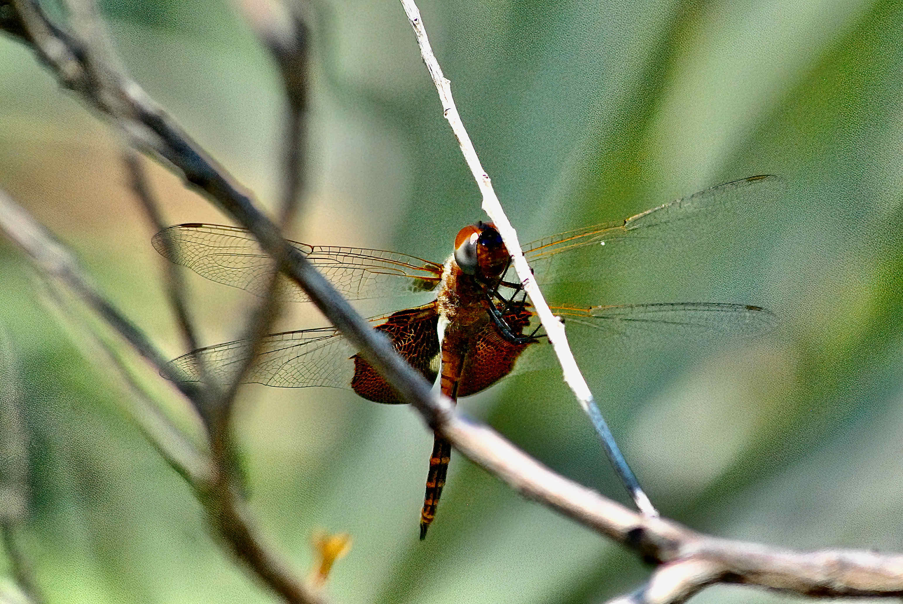Carolina Sanddlebags Dragonfly