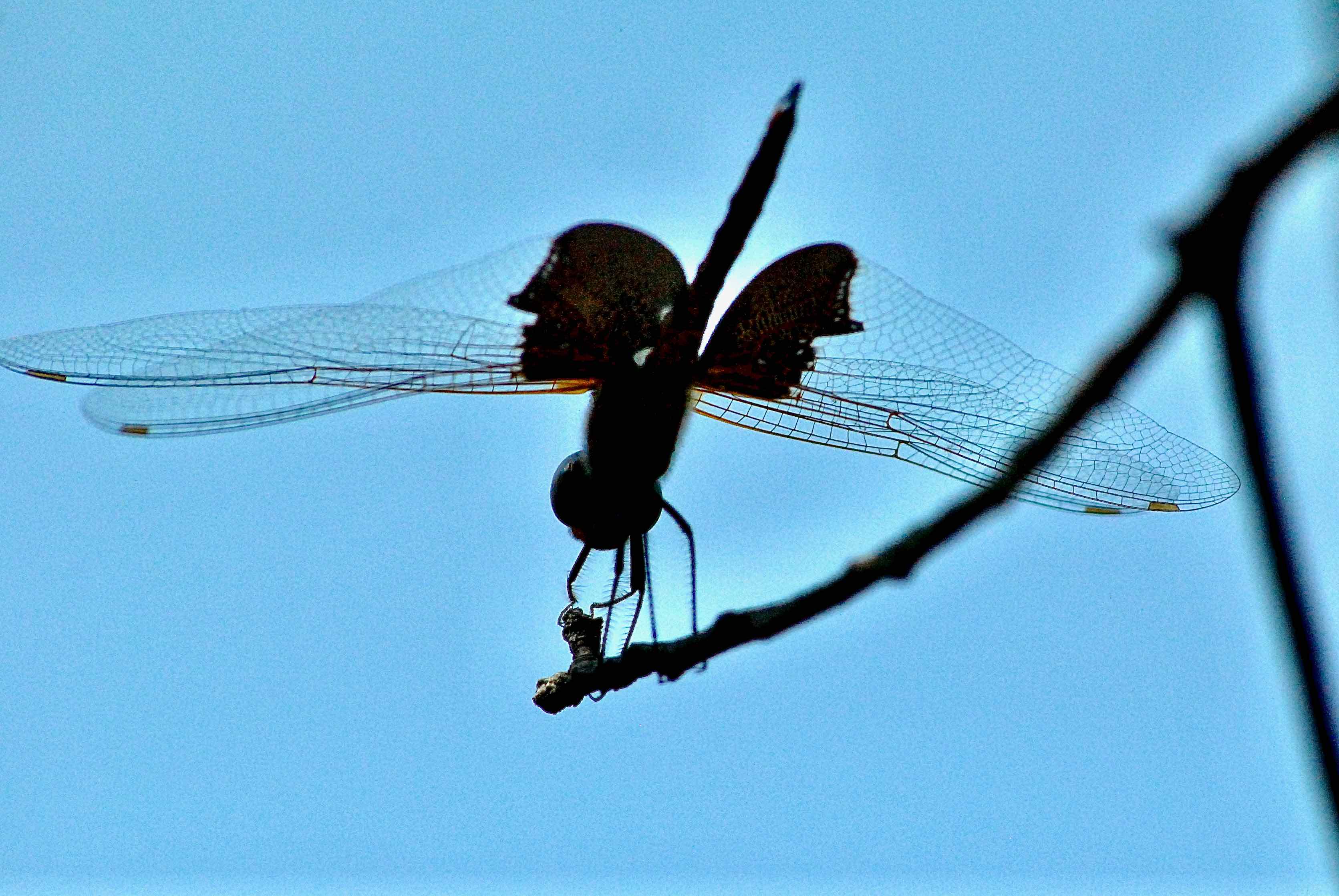Carolina saddlebags dragonfly