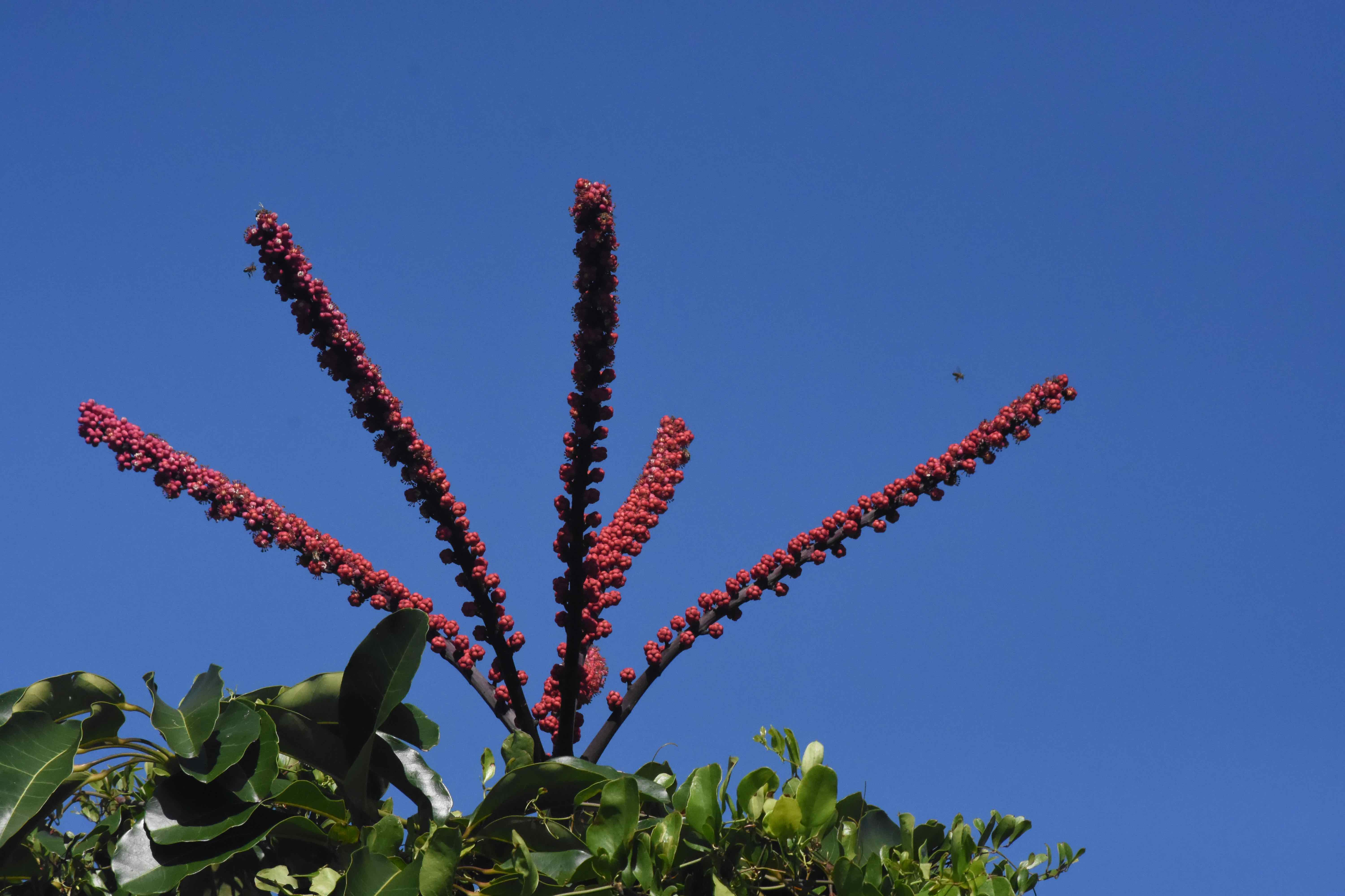 Schefflera / Australian Umbrellatree