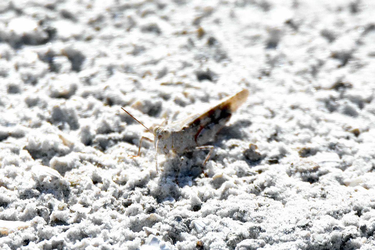seaside grasshopper