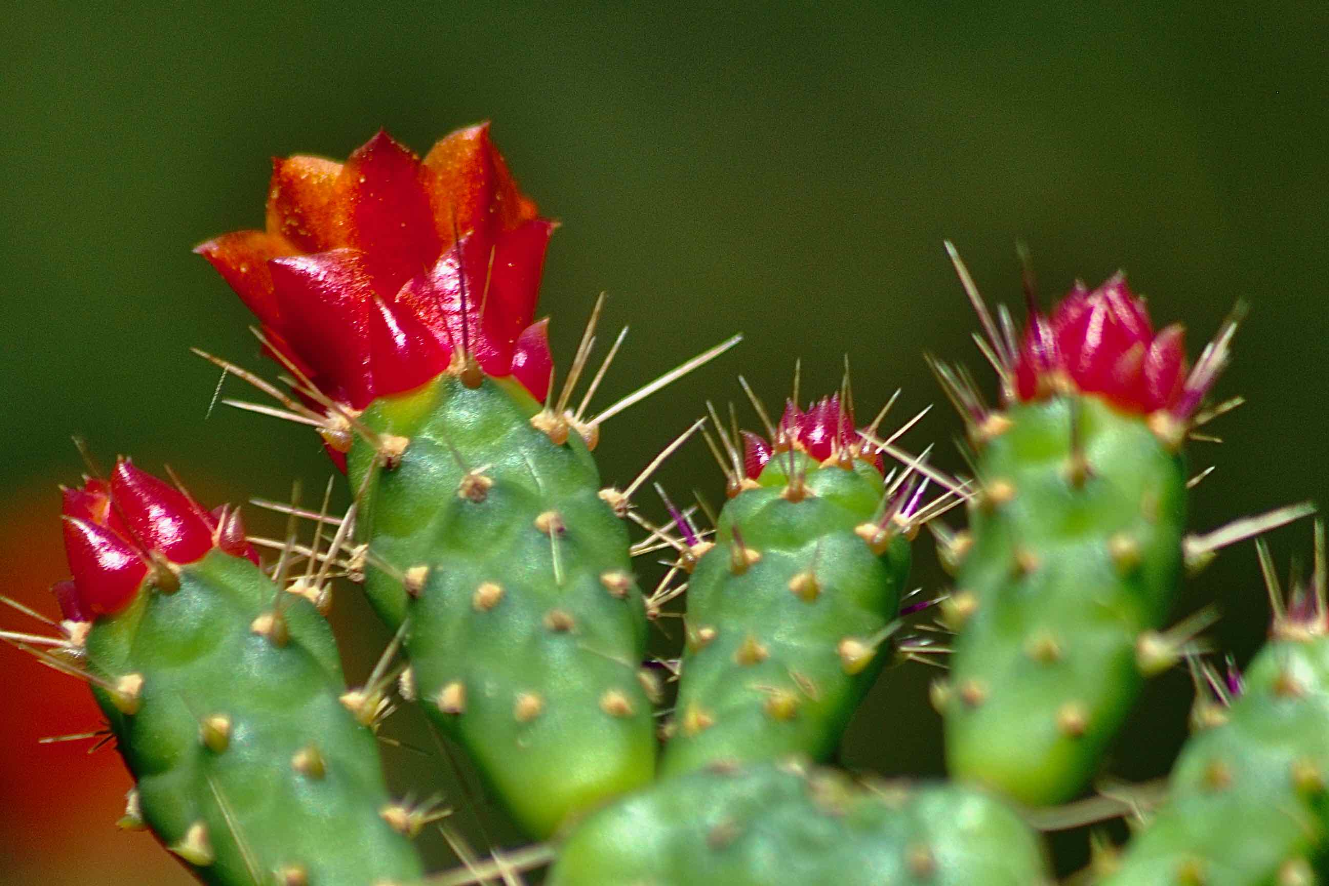 florida semaphore cactus