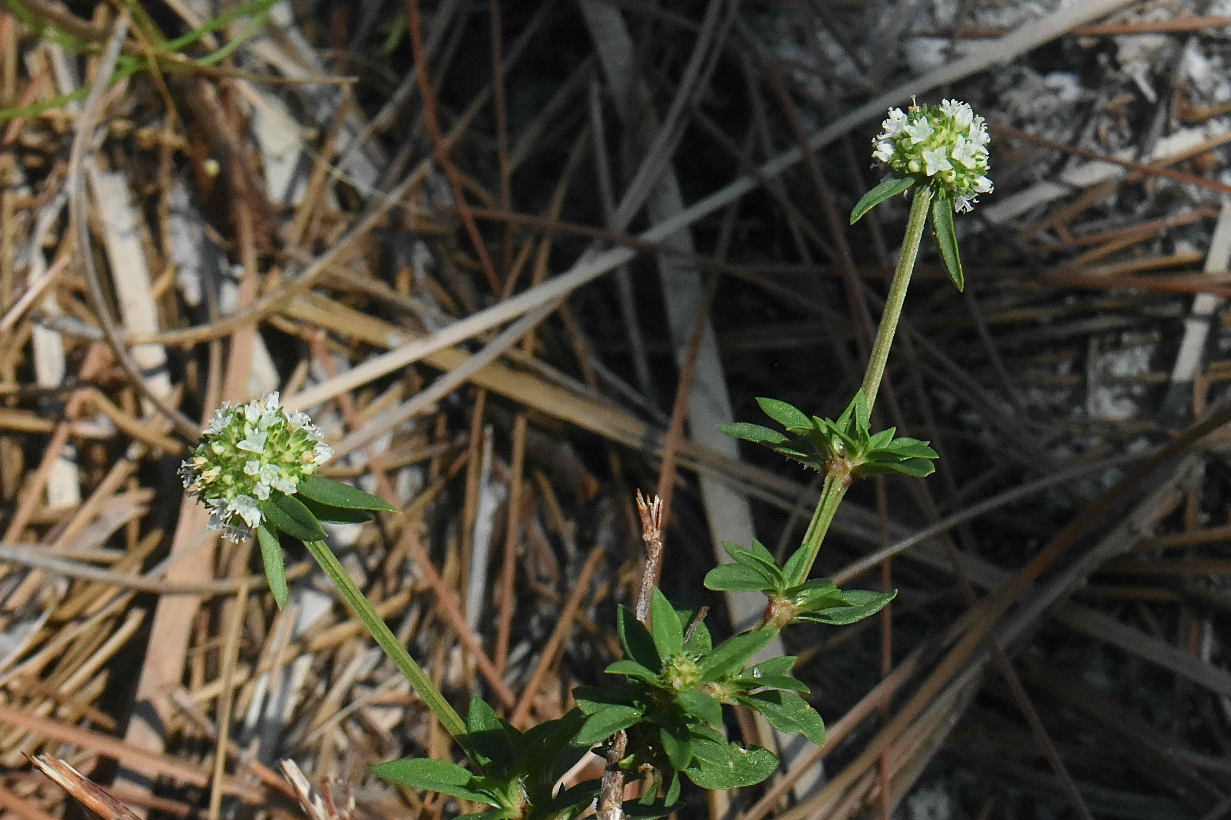 Shrubby False Buttonweed