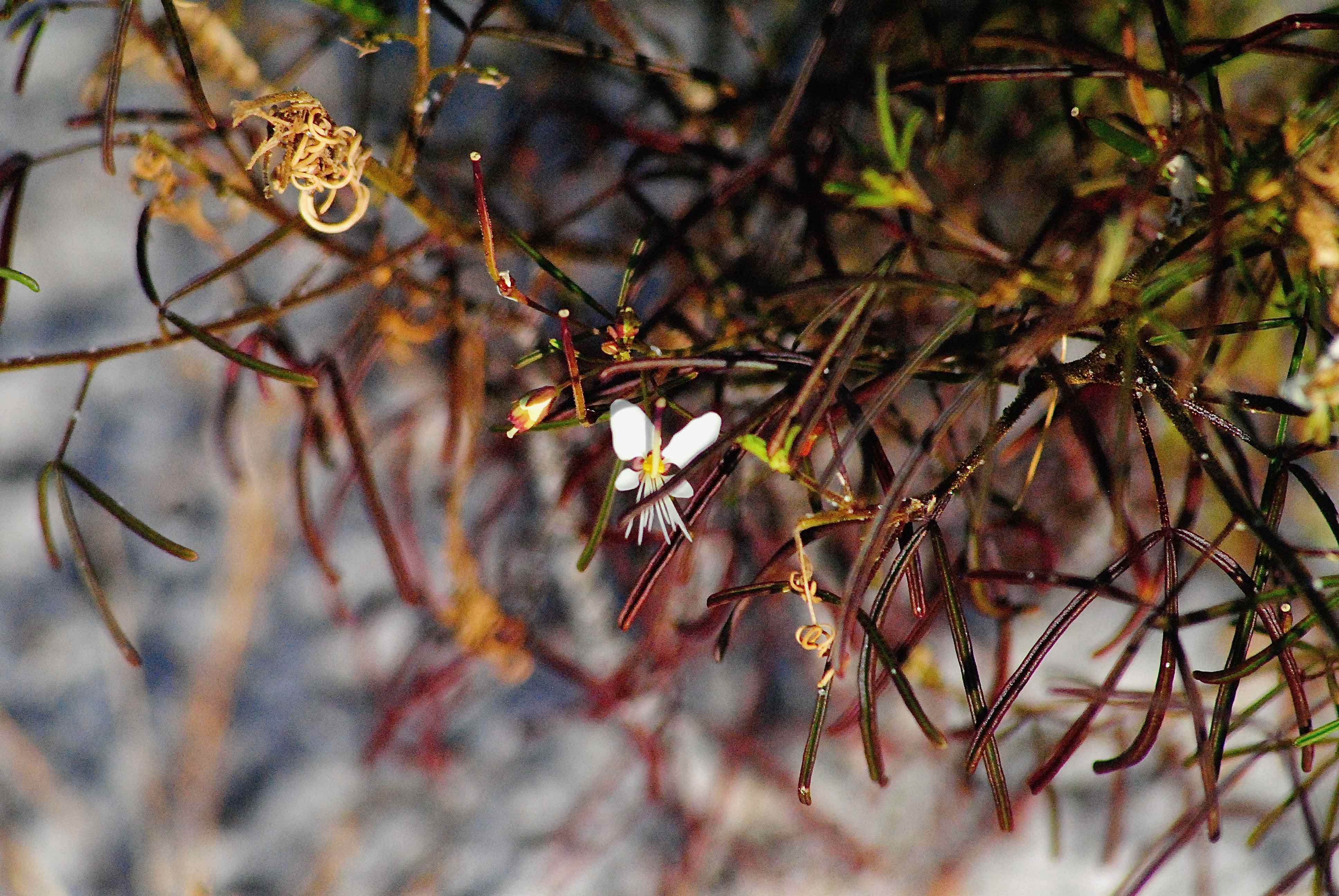 slenderleaf clammyweed