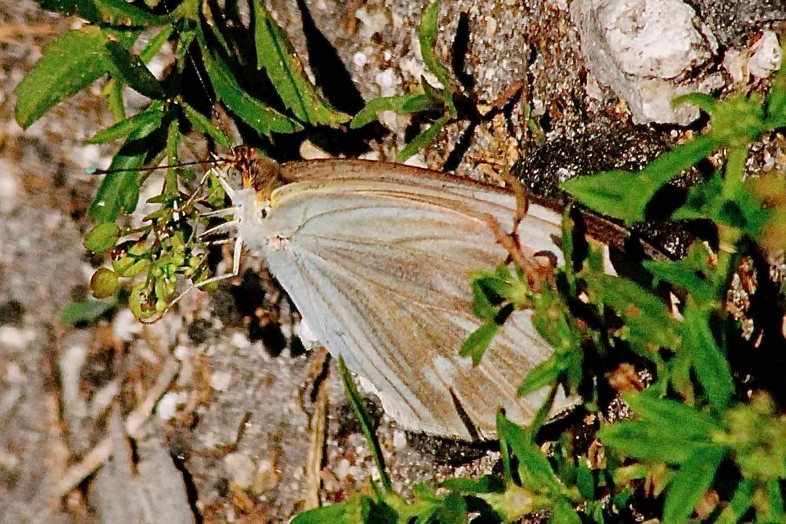 southern great white butterfly