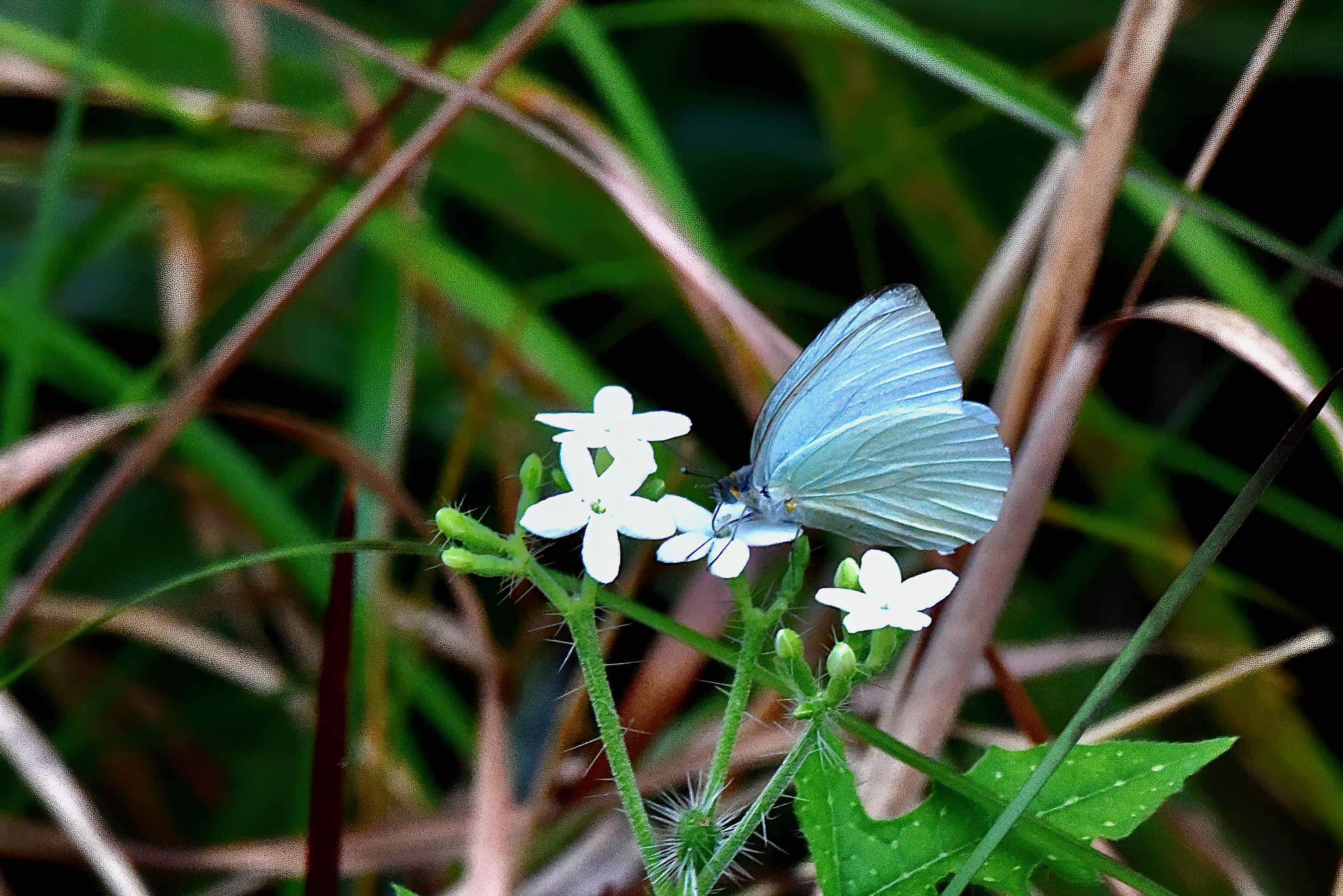 southern great white butterfly