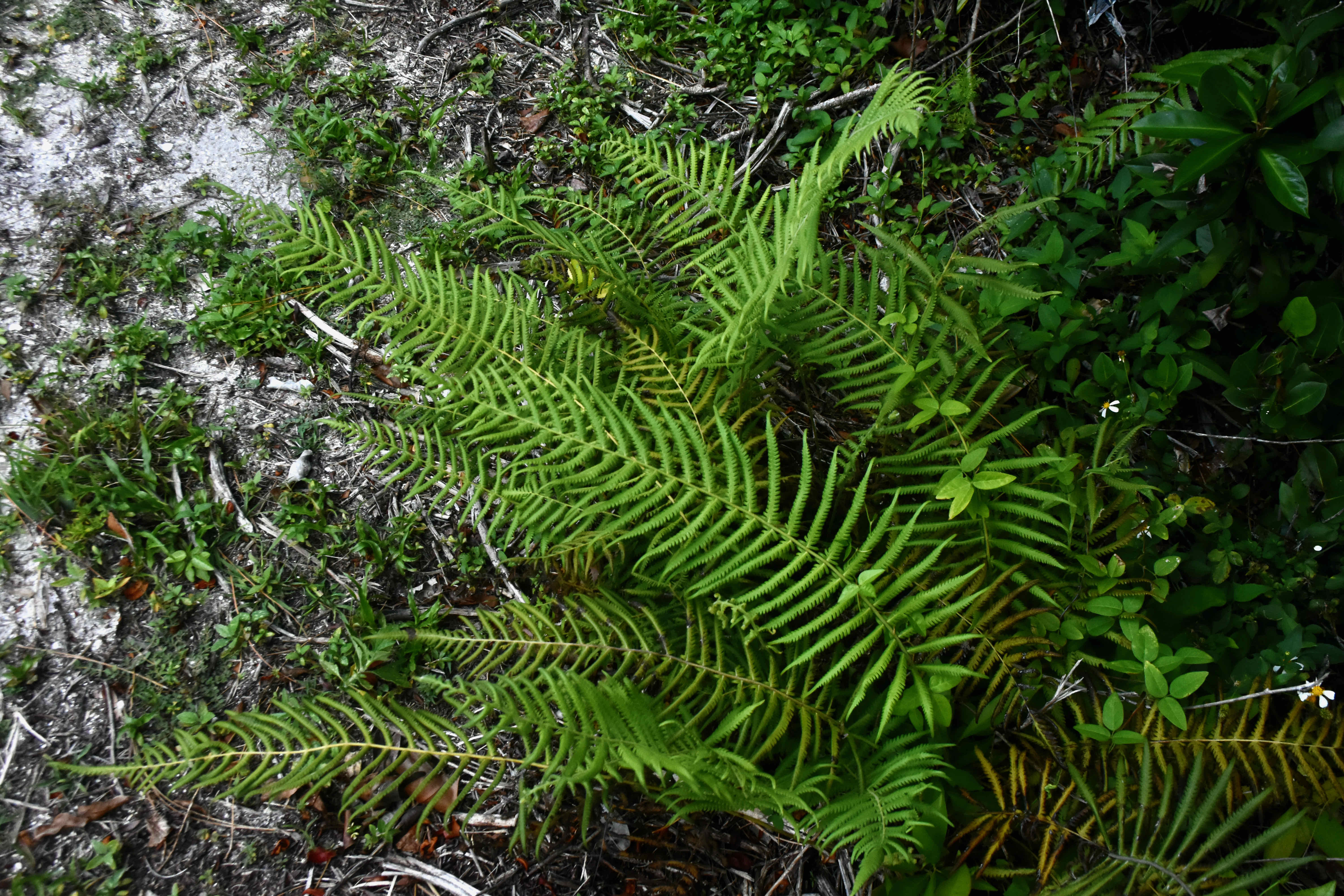 southern shield fern