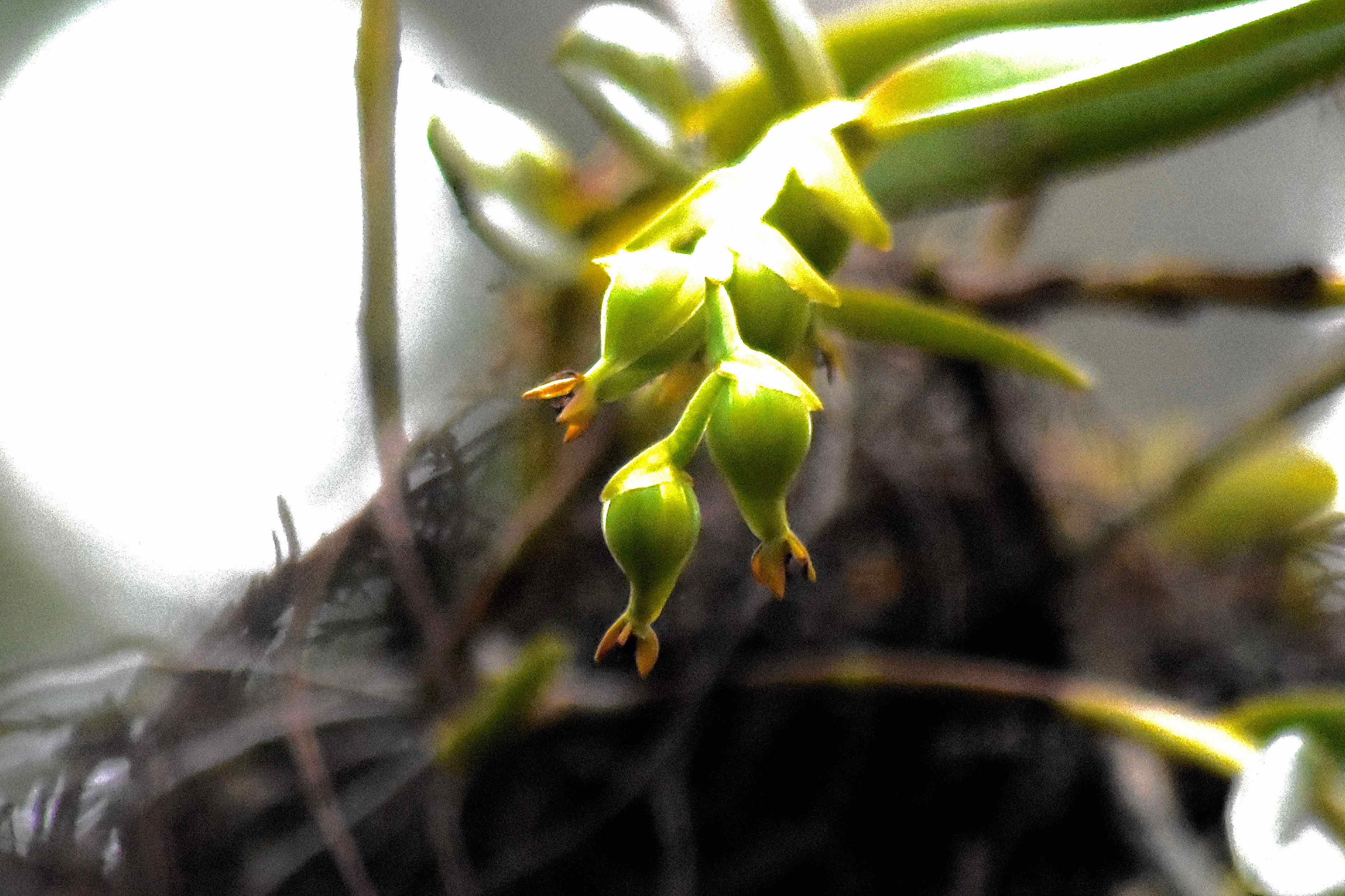 Stiff Flower Star Orchid