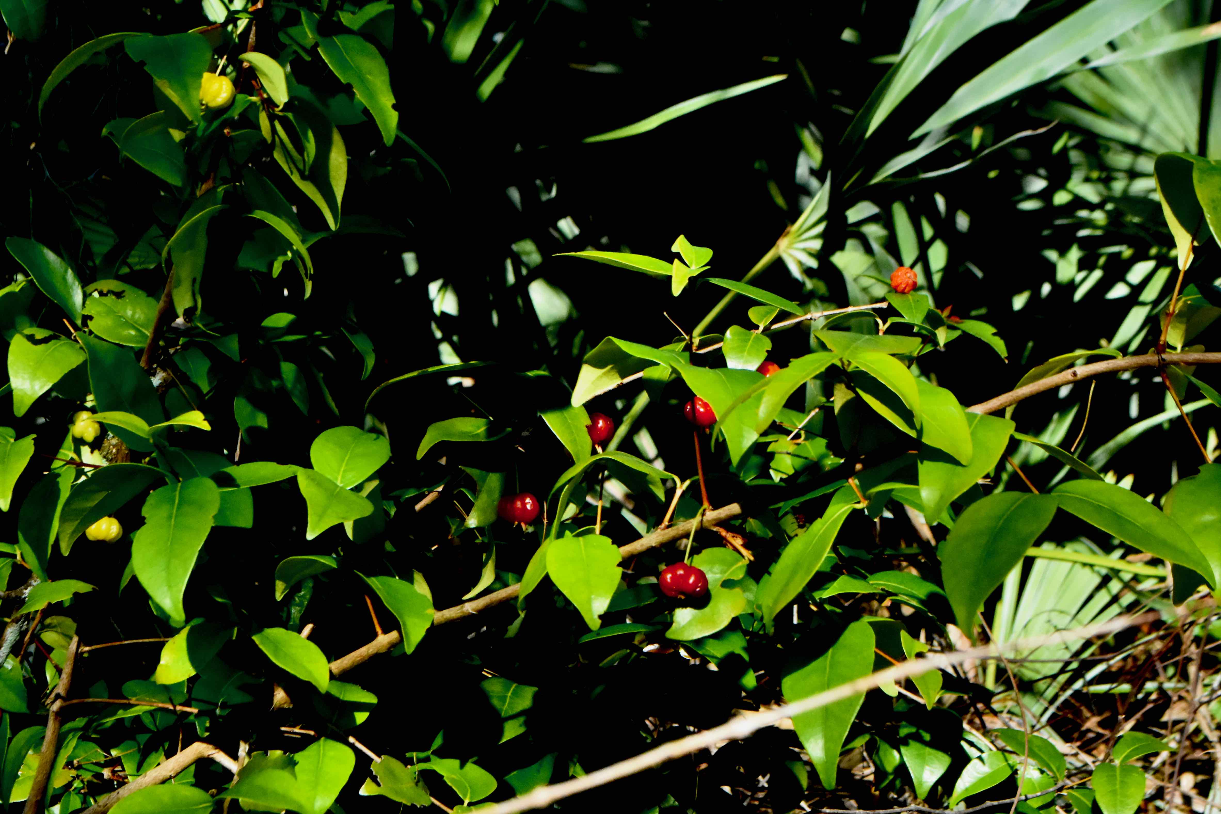 Surinam cherry