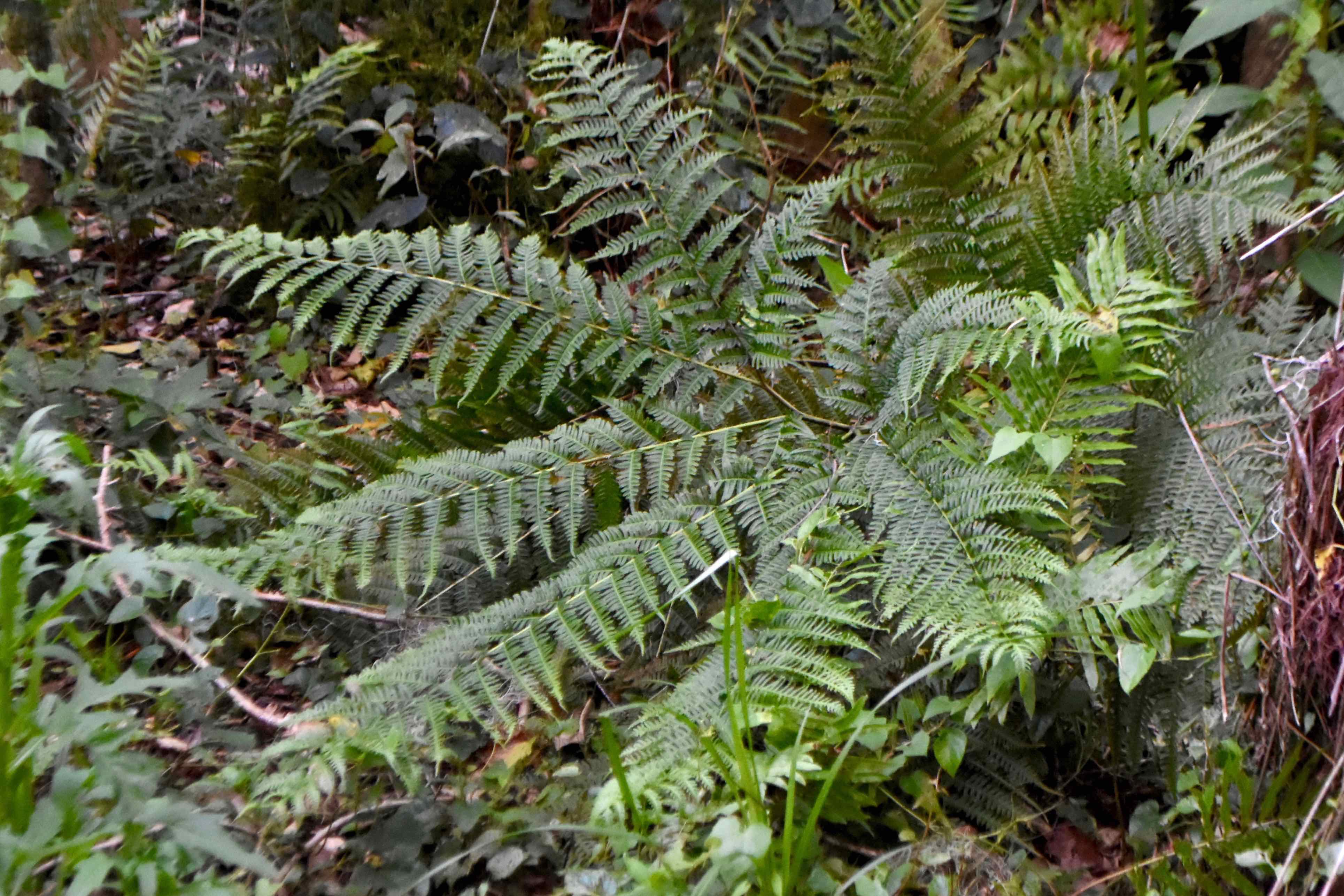 Tailed bracken fern