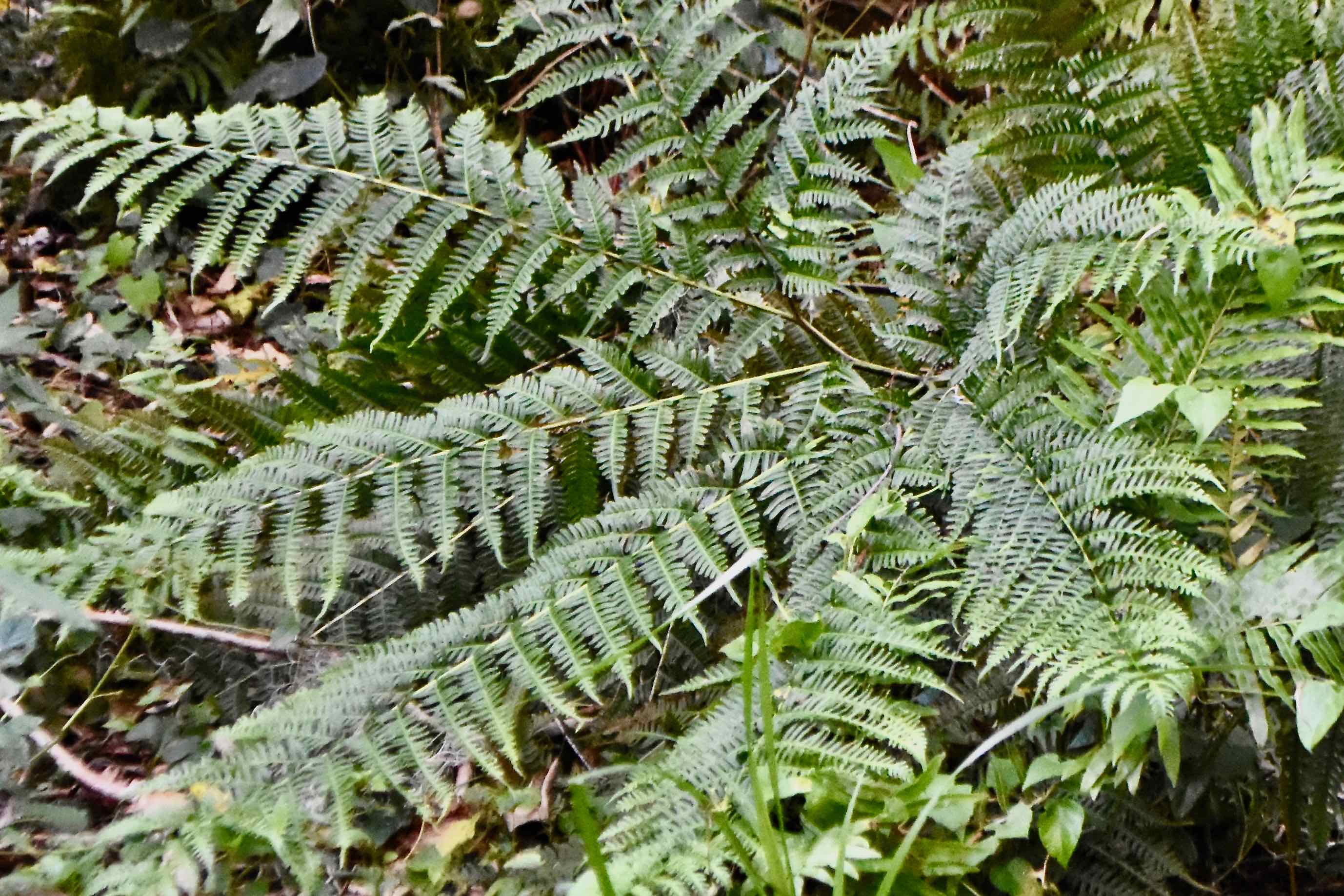 tailed bracken fern