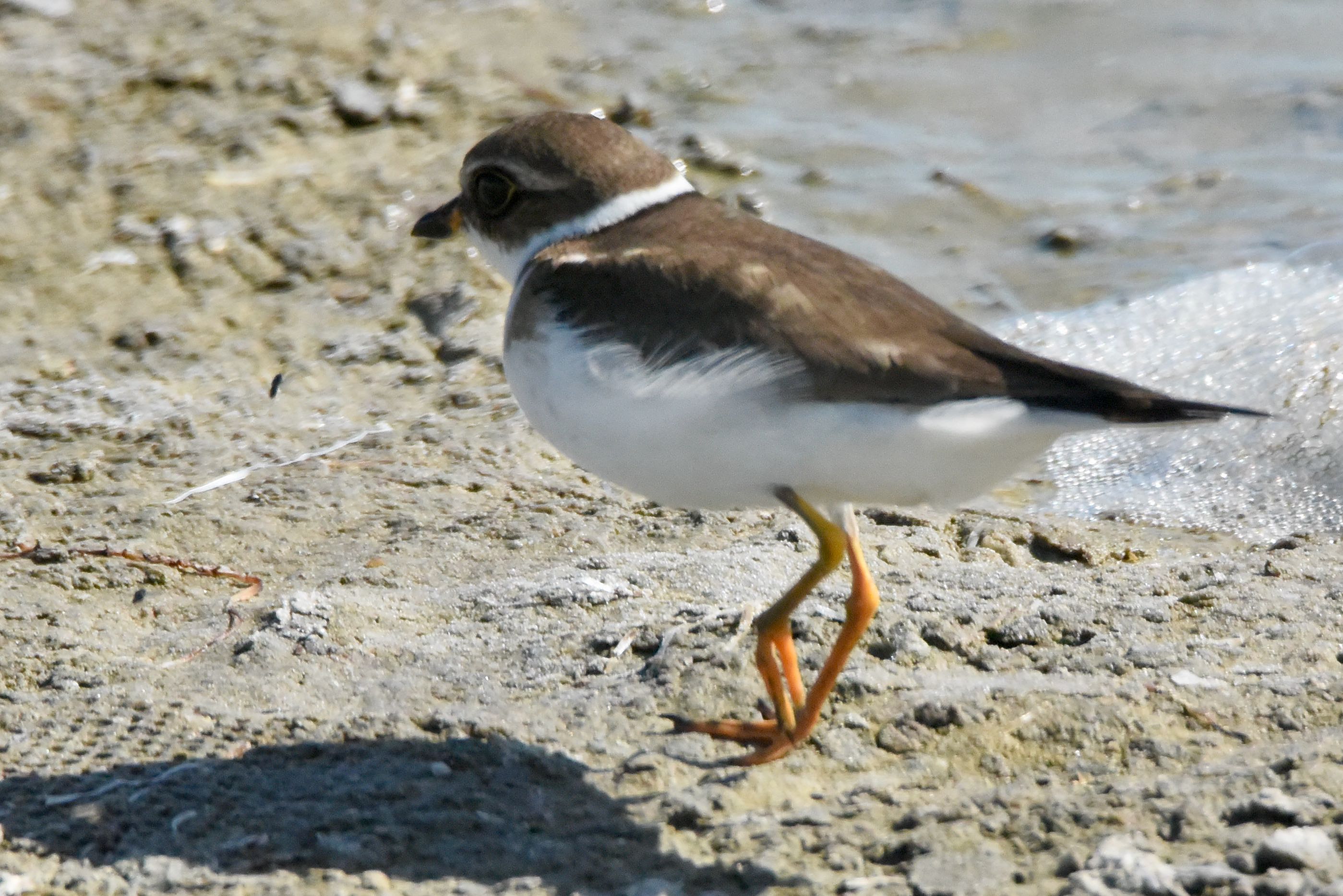 semipalmated plover
