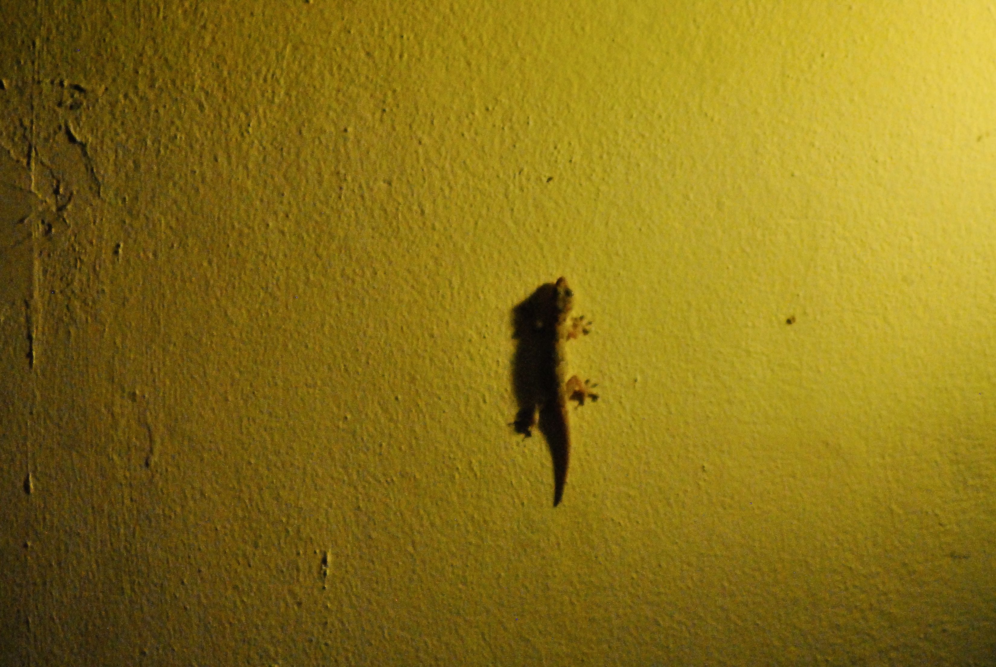 tropical house gecko