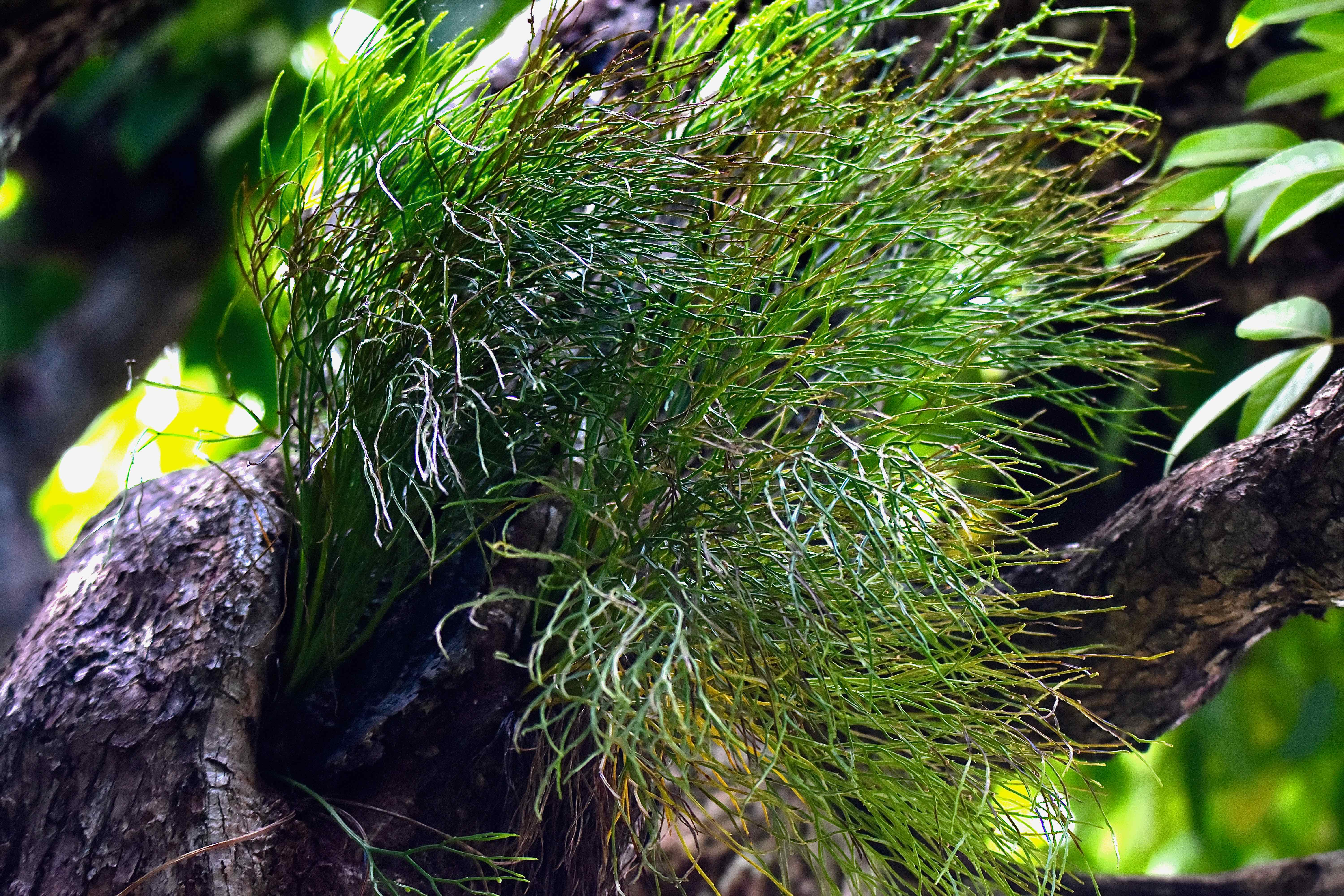 whisk fern