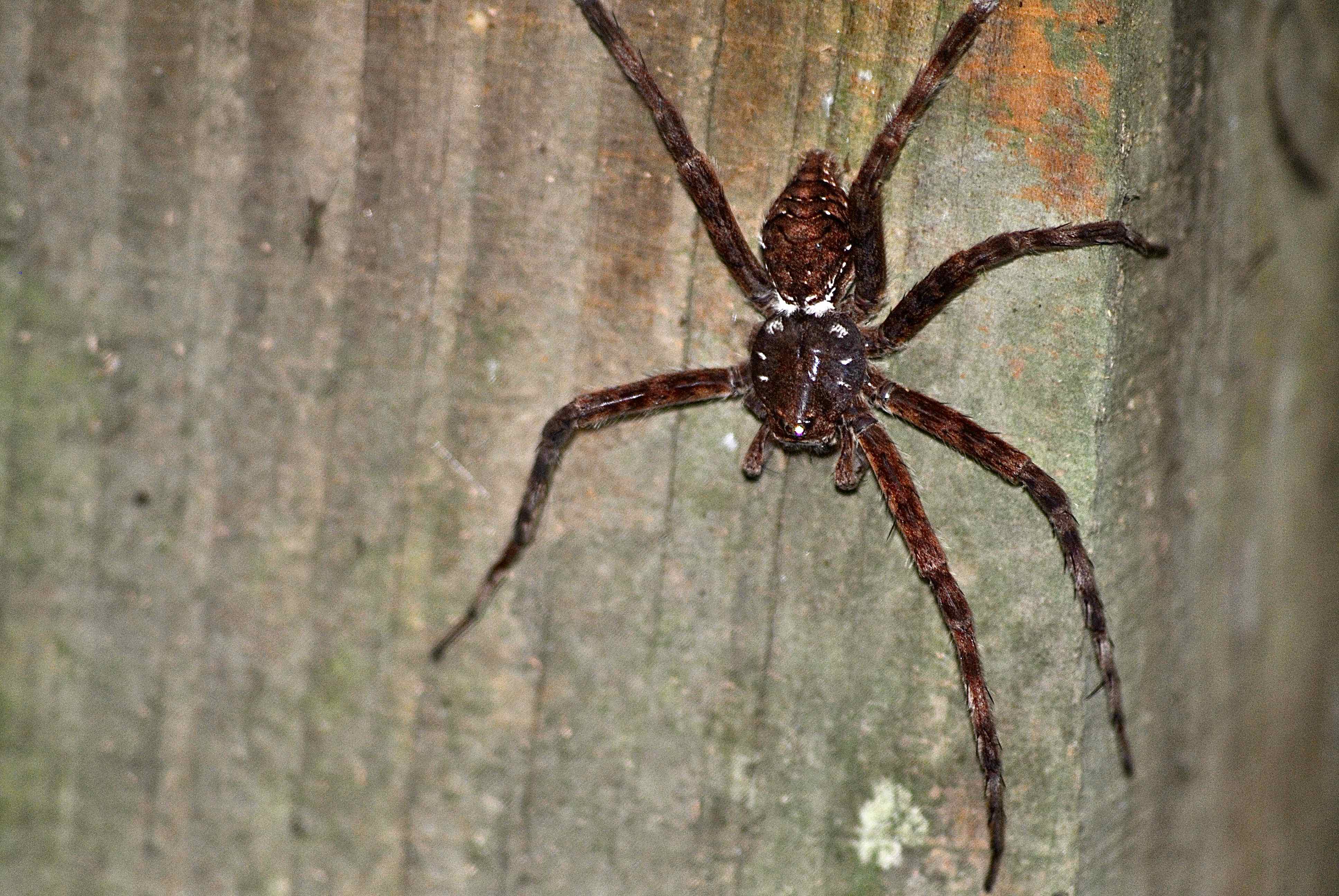 white-banded fishing spider