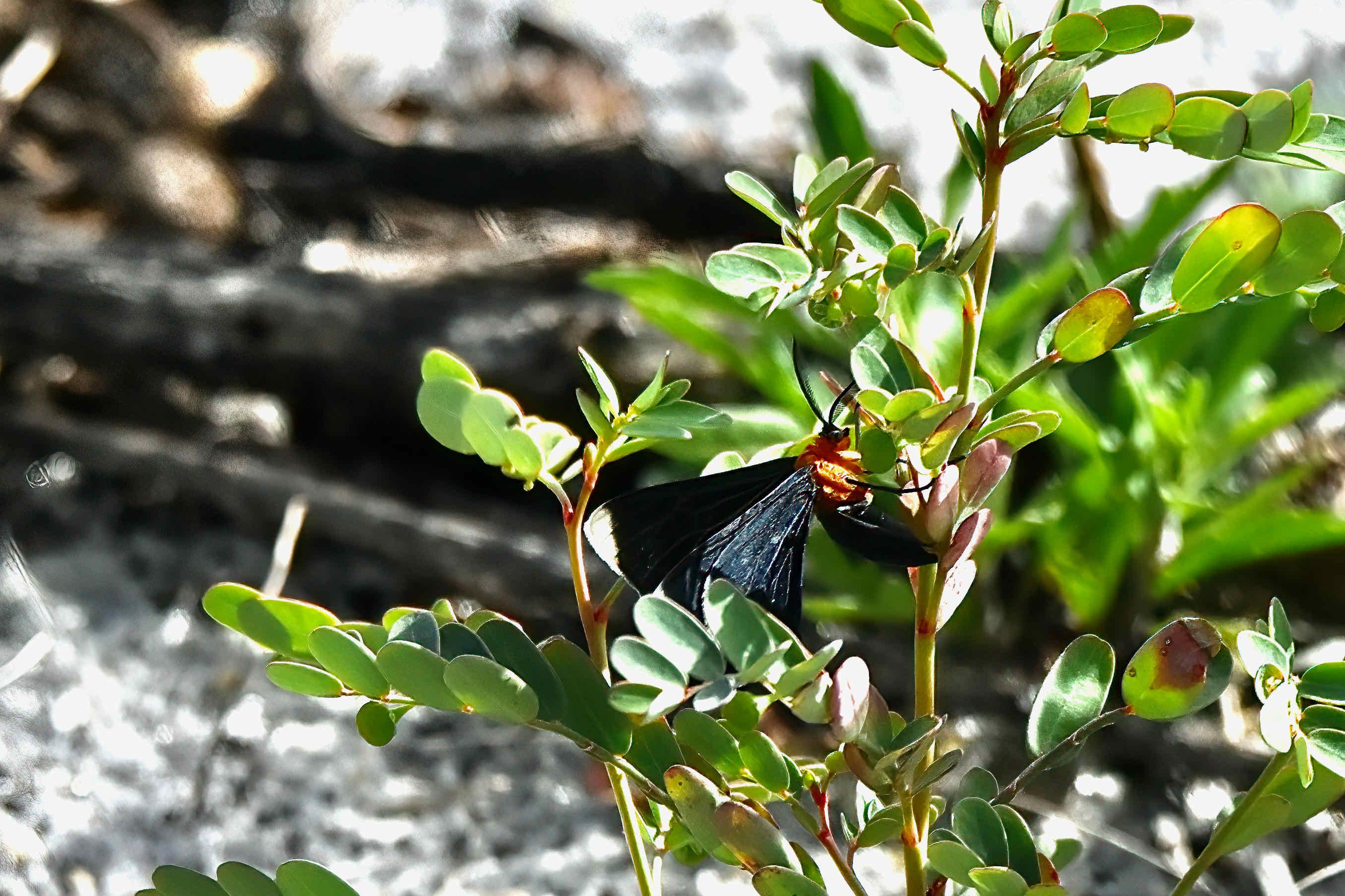 white-tipped black moth