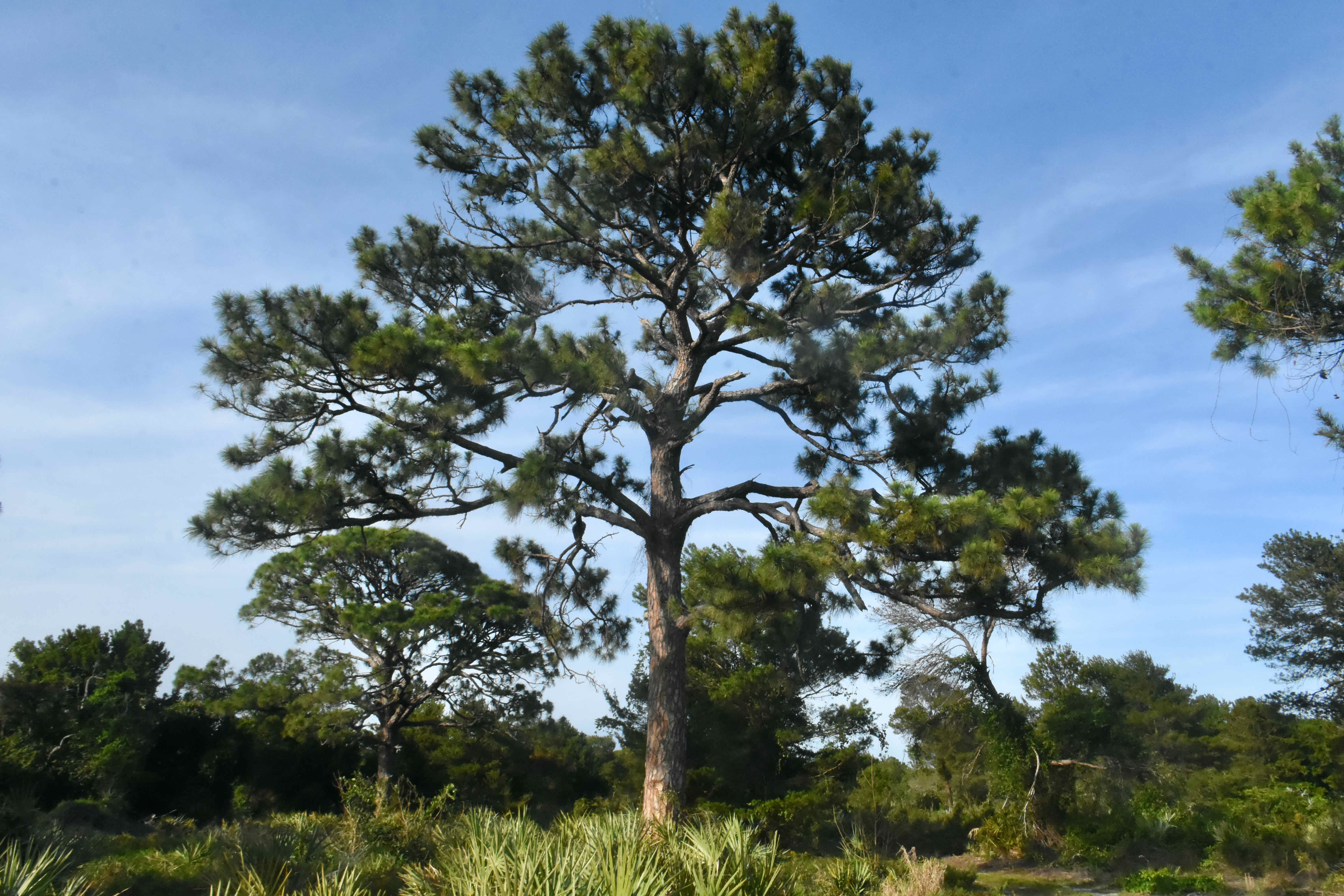 pine flatwoods