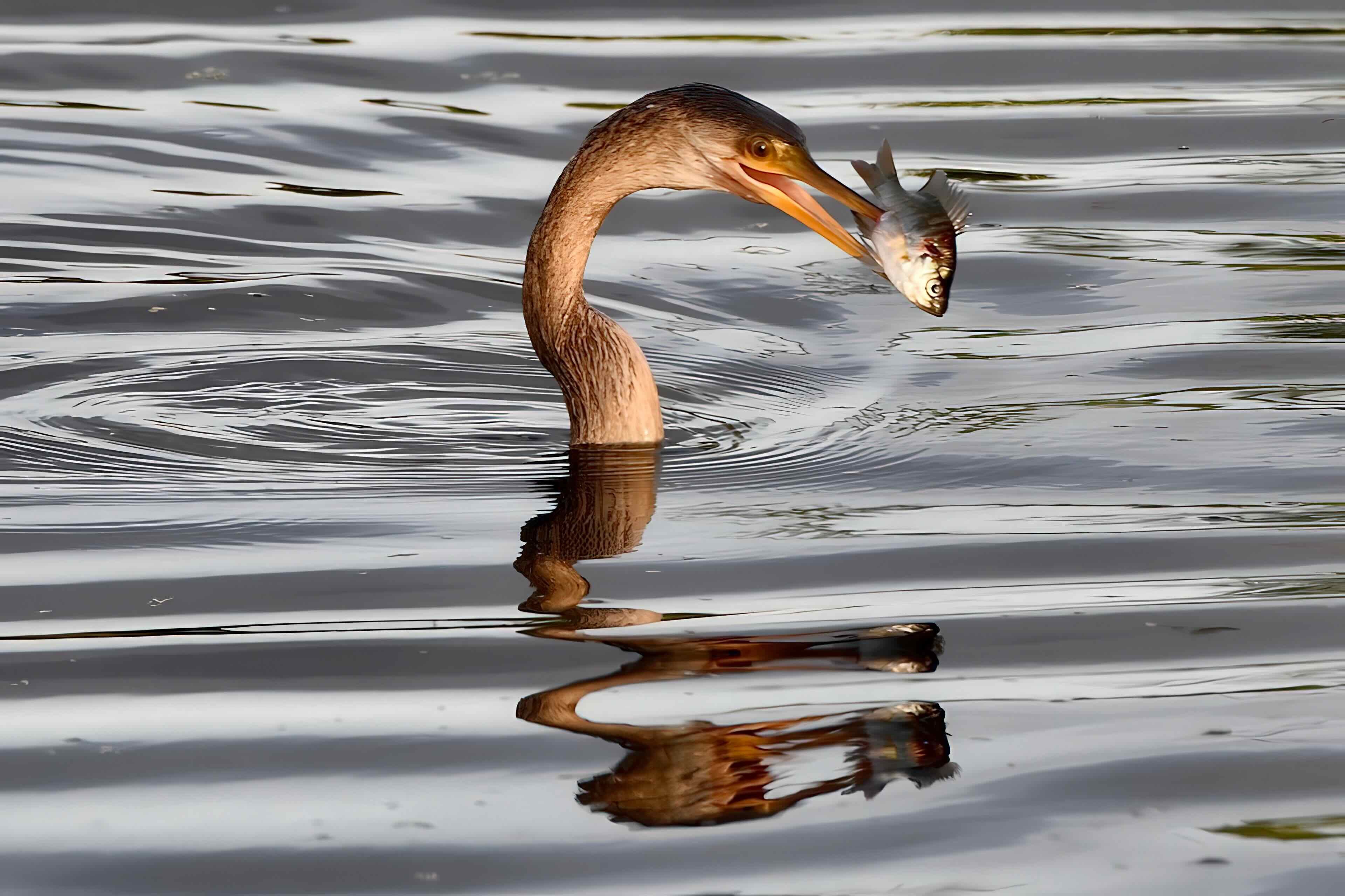 anhinga with fish