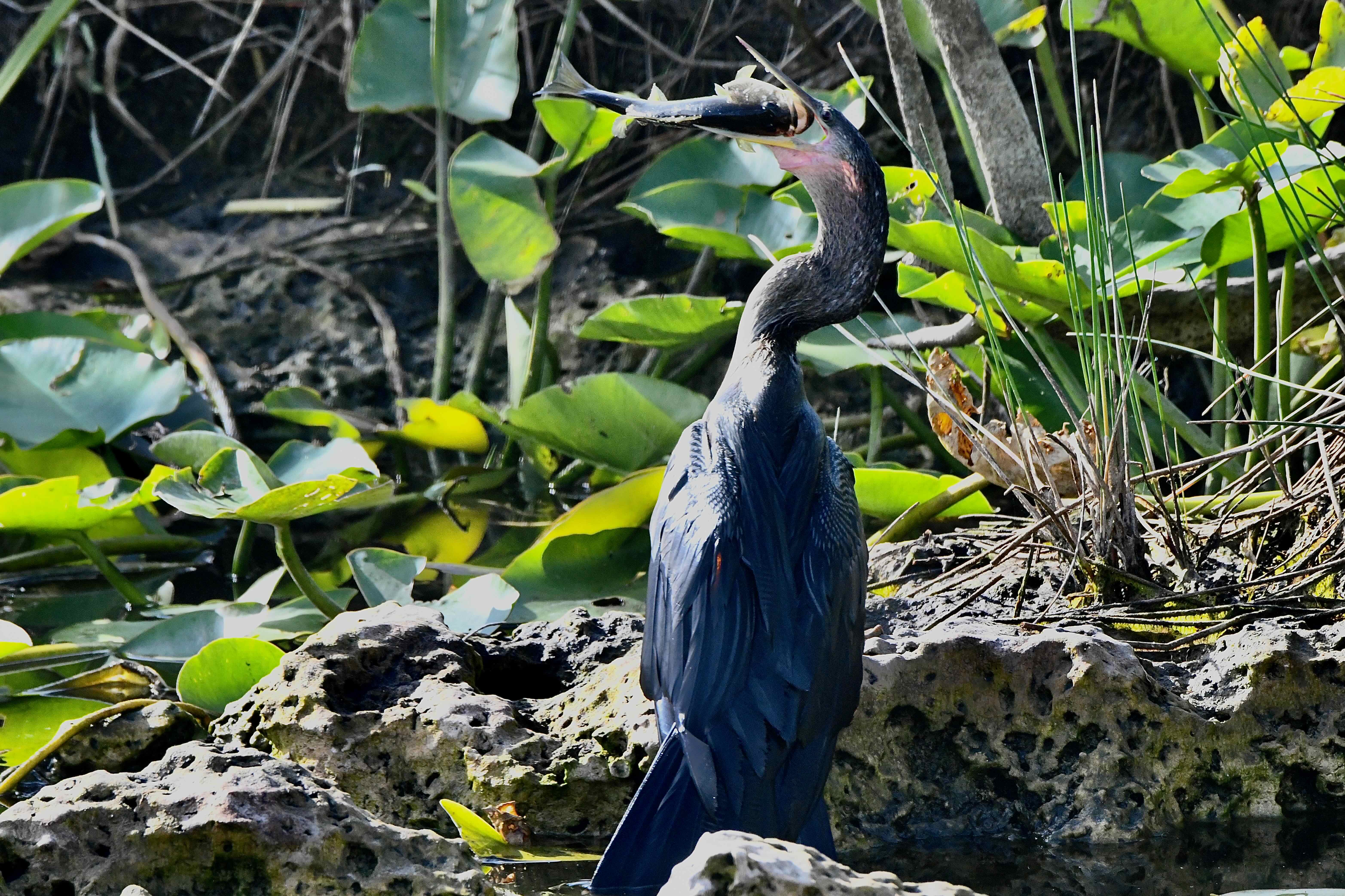 anhinga with fish