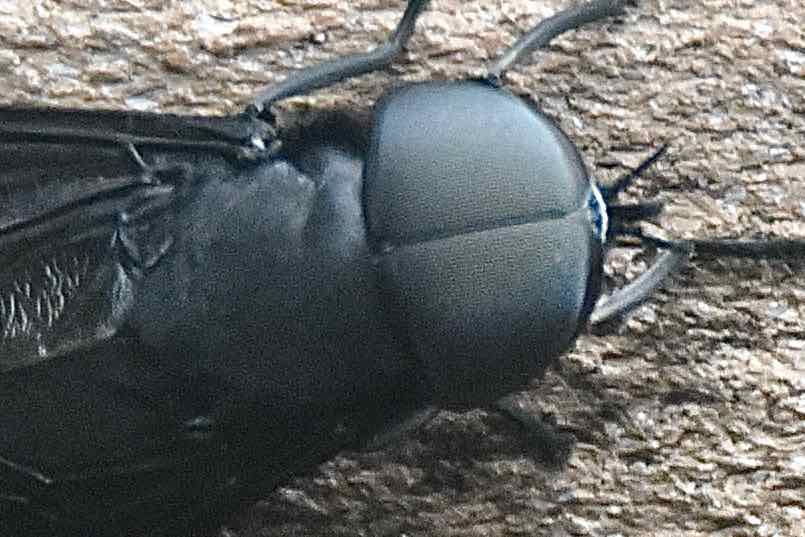 black horsefly closeup