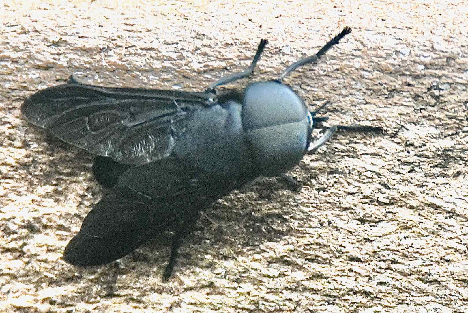 black horsefly