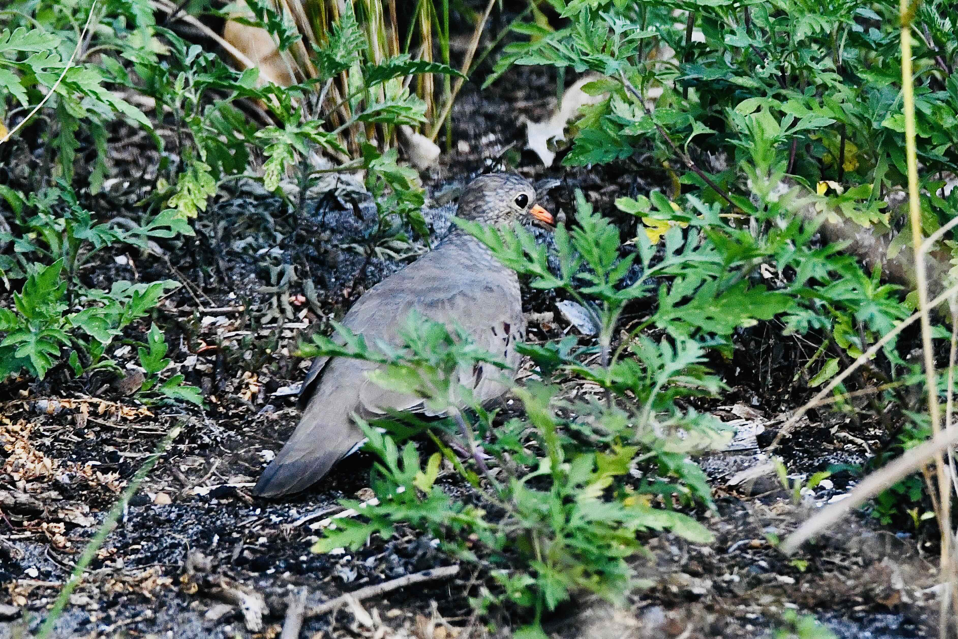 common ground dove
