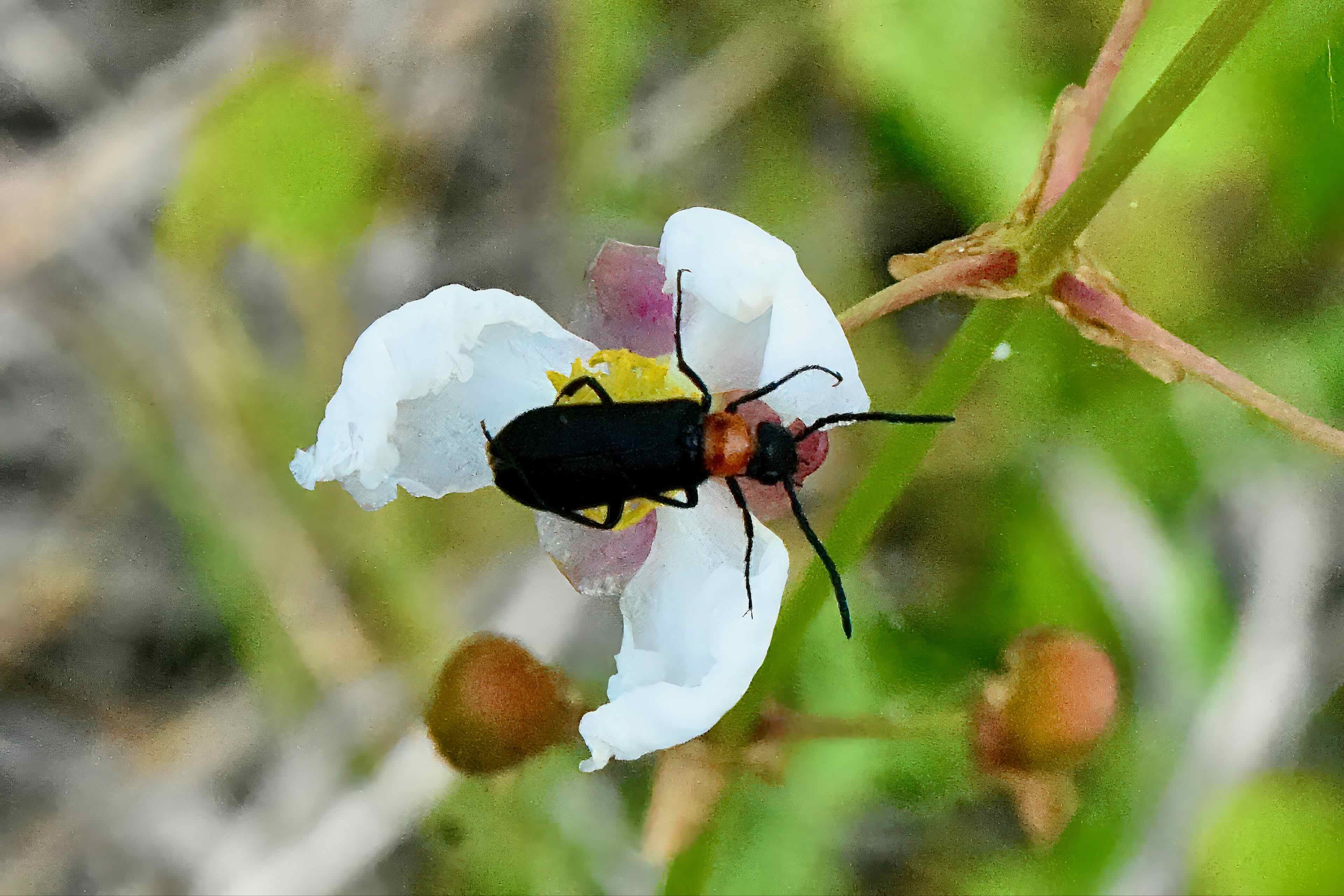 Eastern Black-Headed Nemognatha