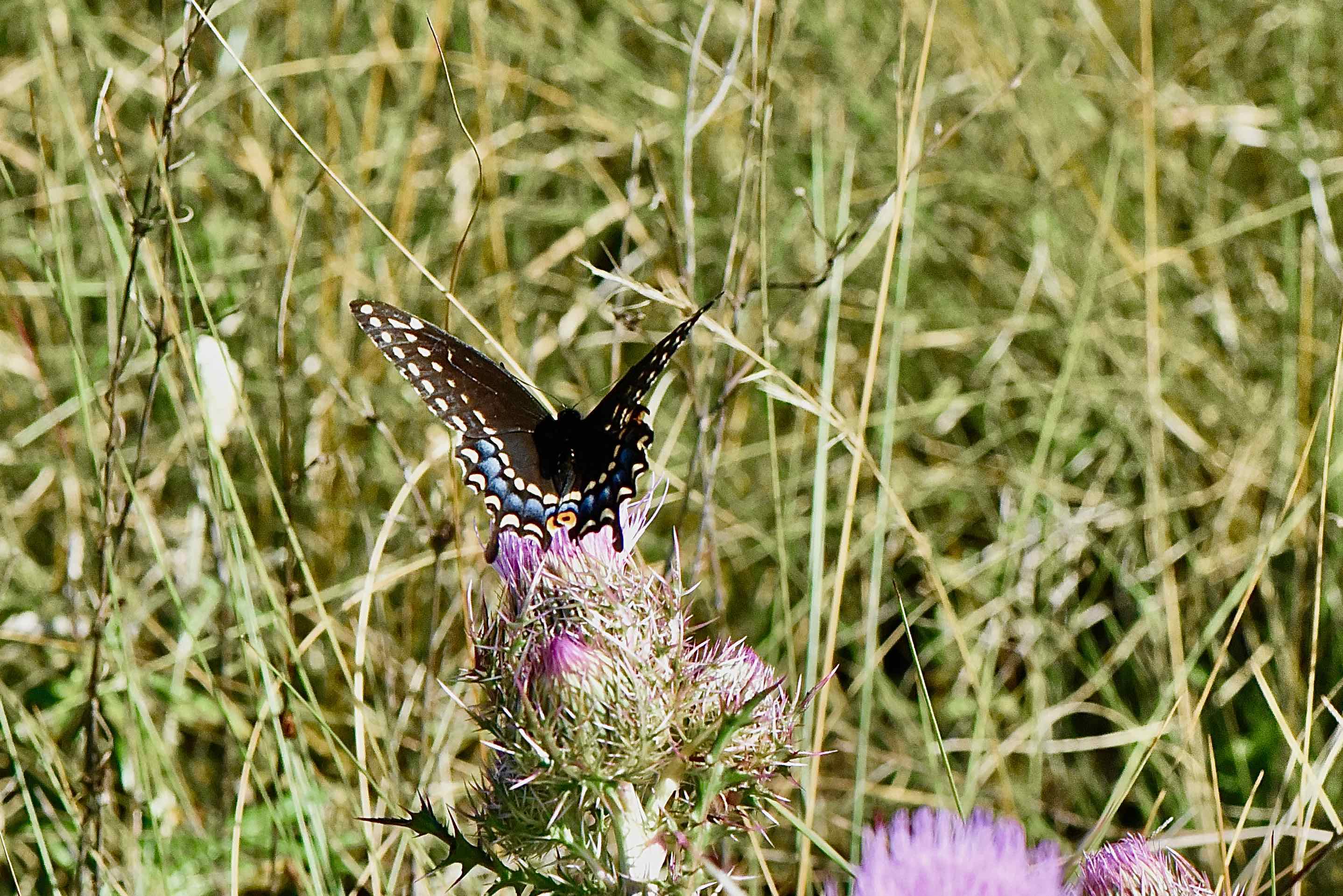 eastern black swallowtail
