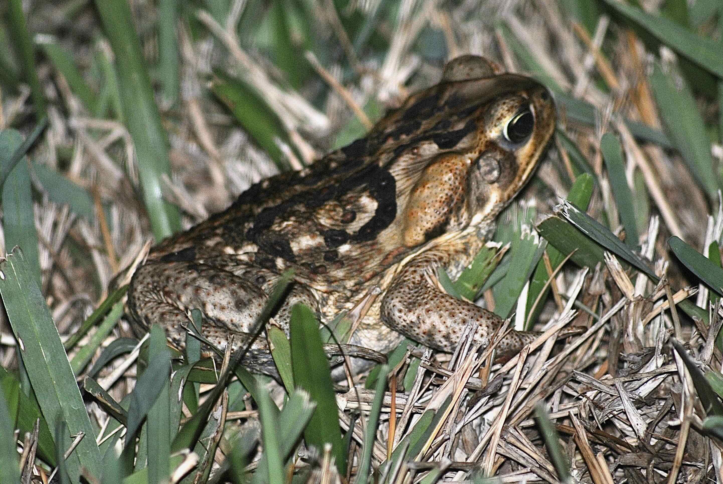 giant toad