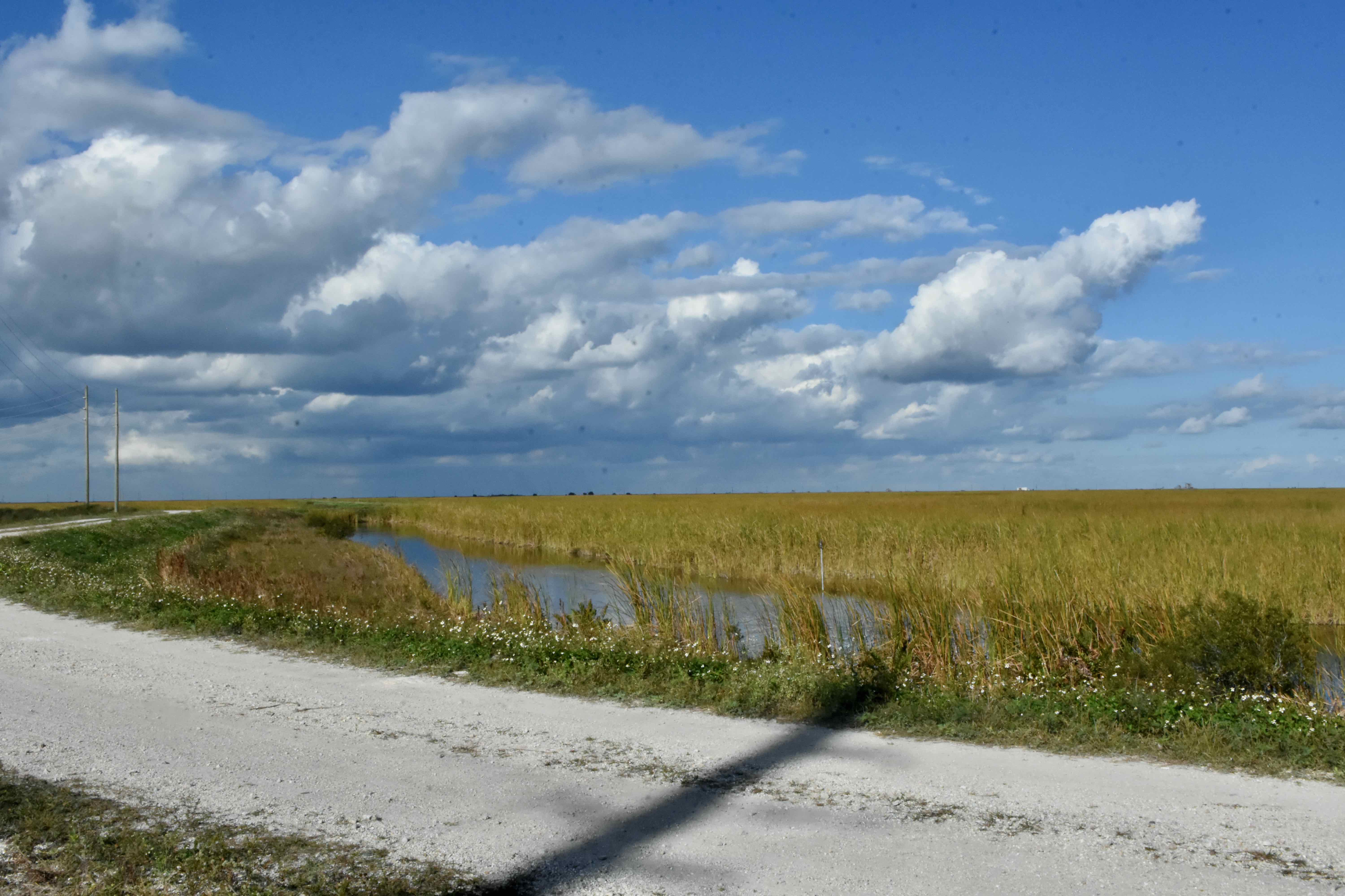 vast marsh
