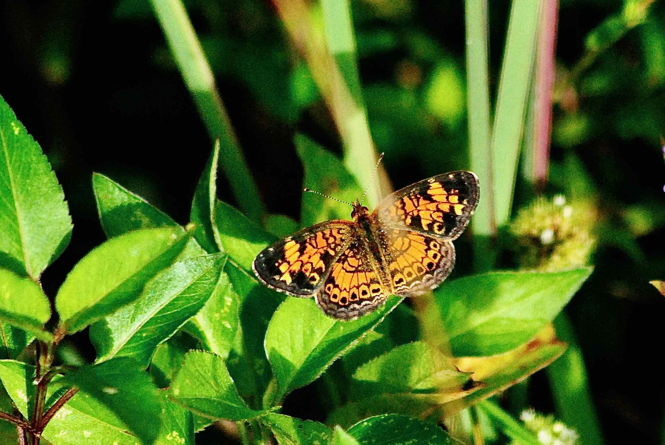 pearl crescent butterfly