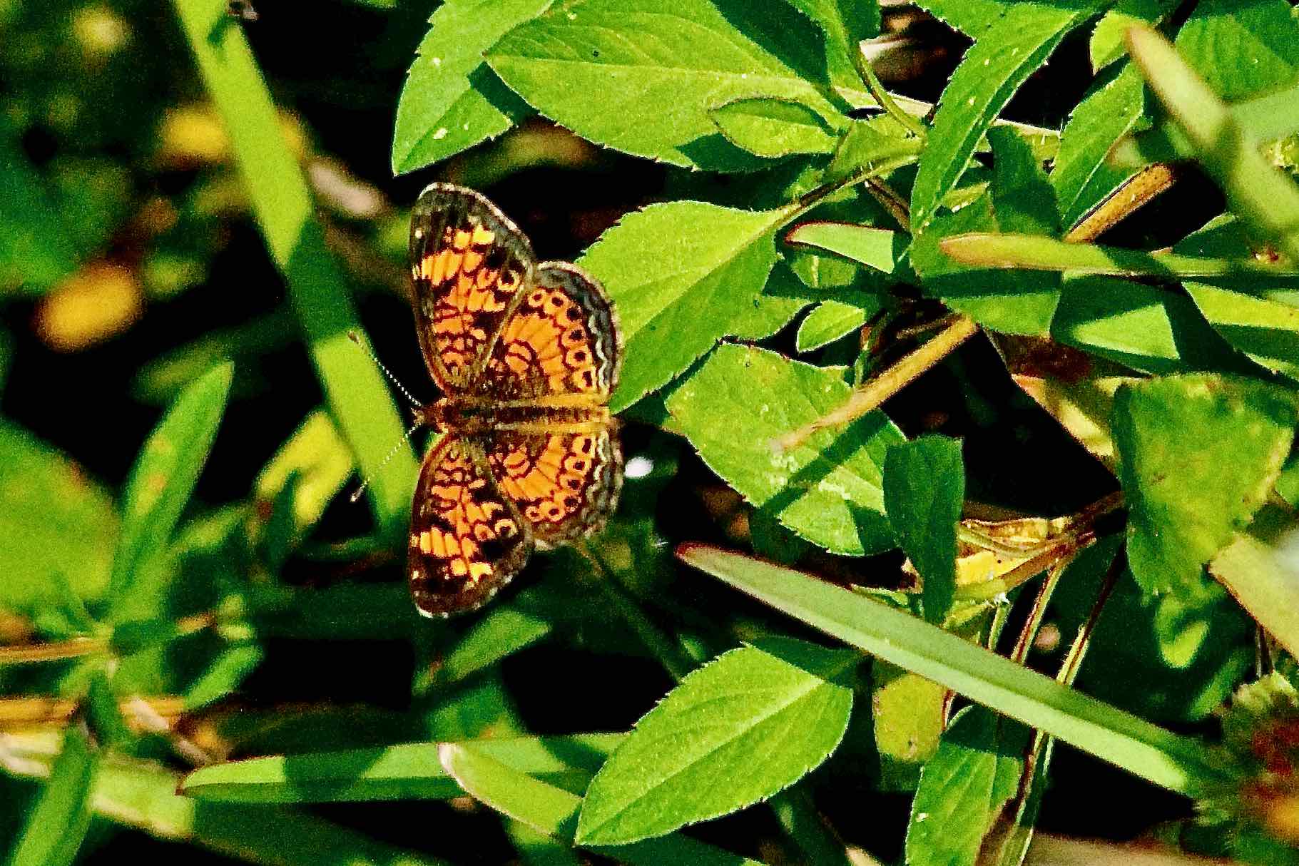 pearl crescent butterfly