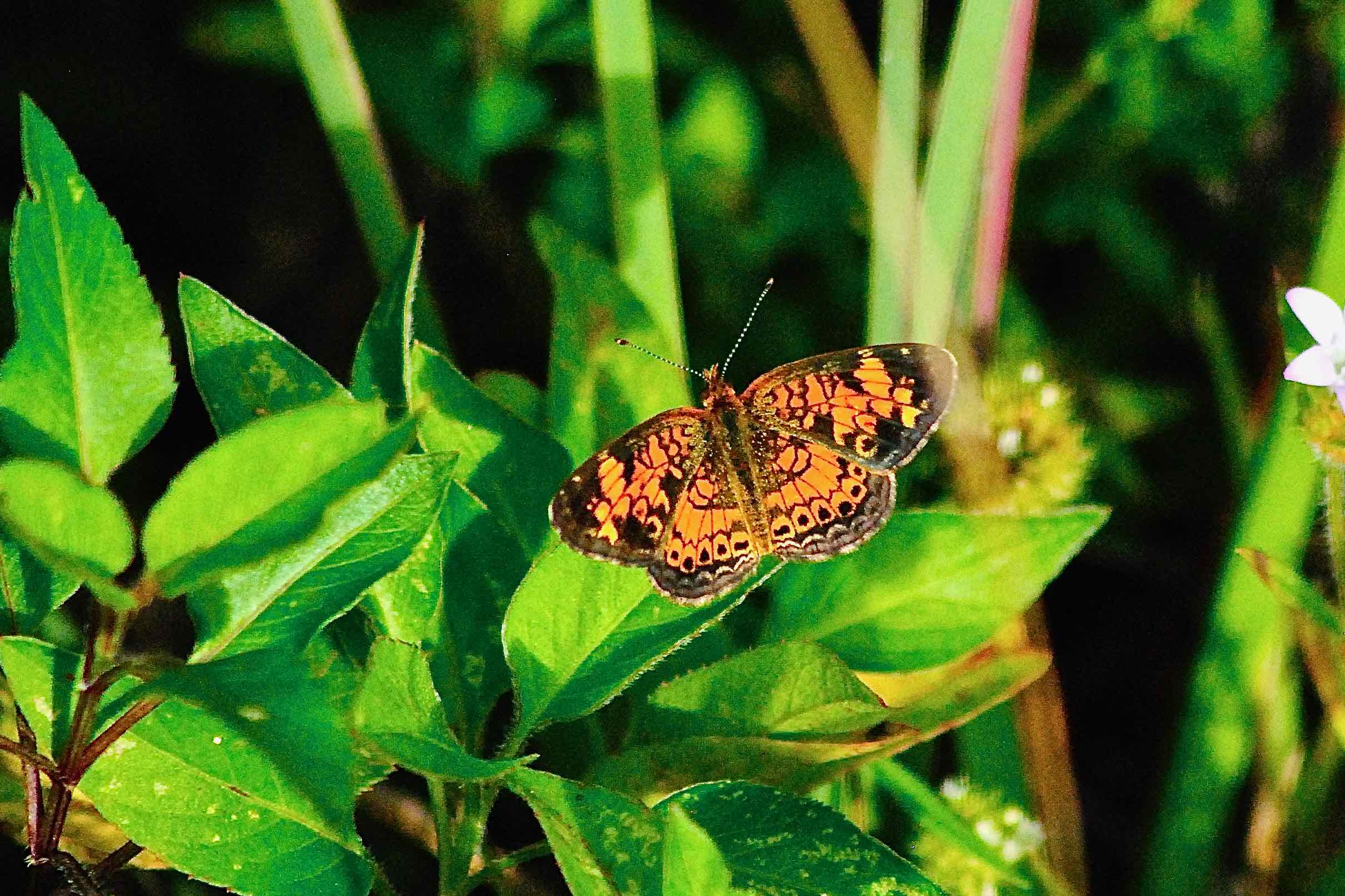 pearl crescent butterfly