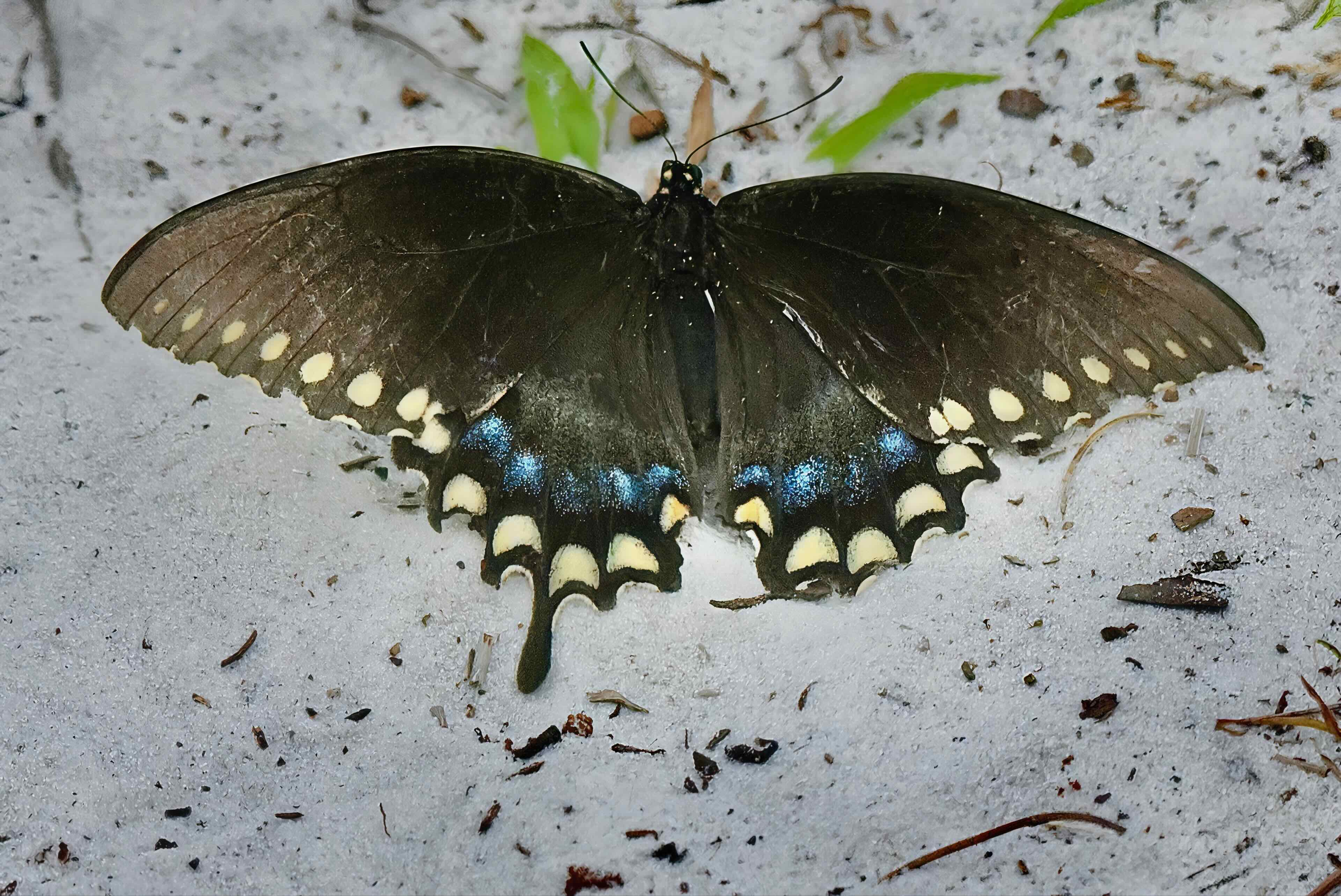 spicebush swallowtail