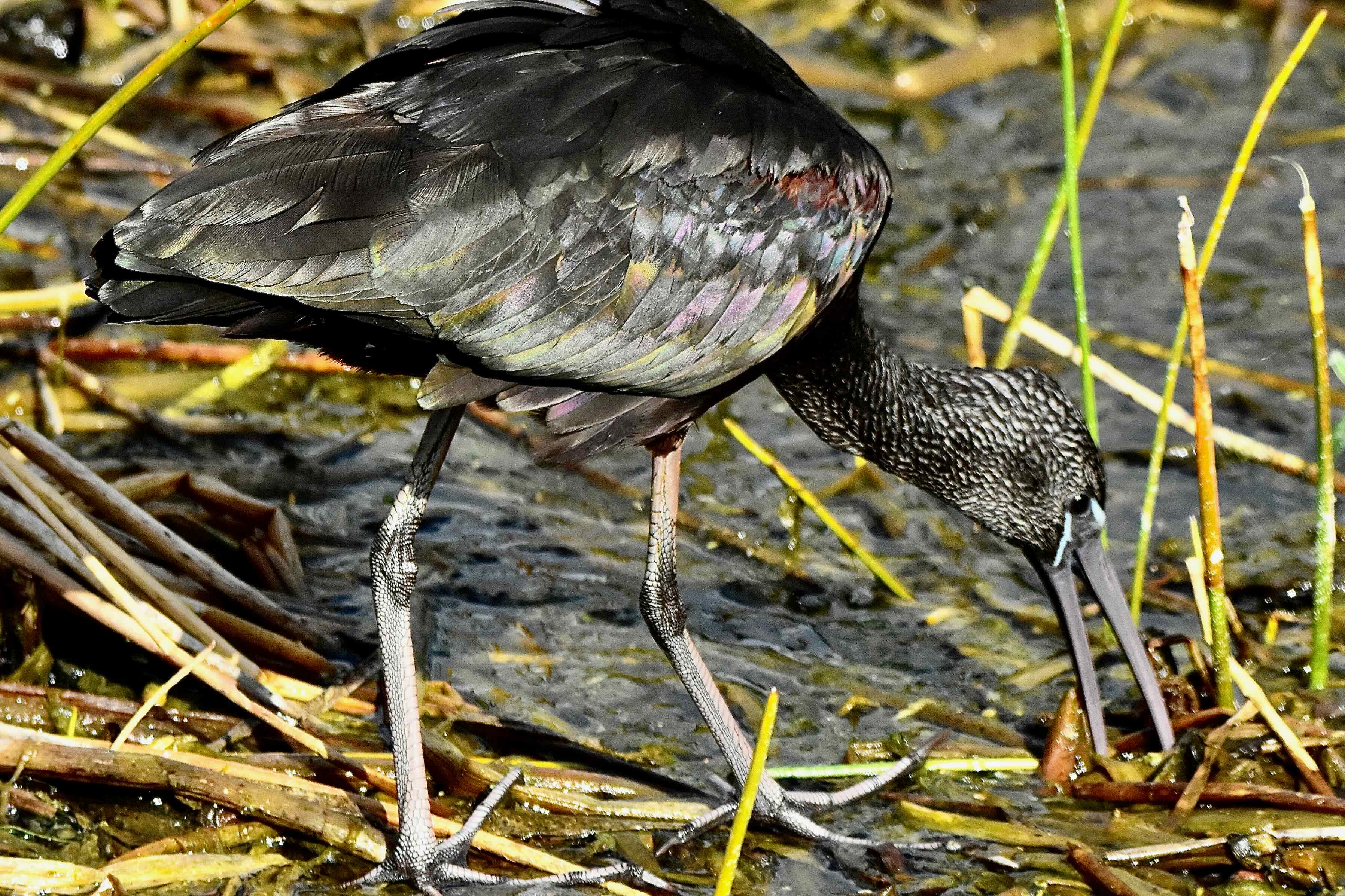 glossy ibis