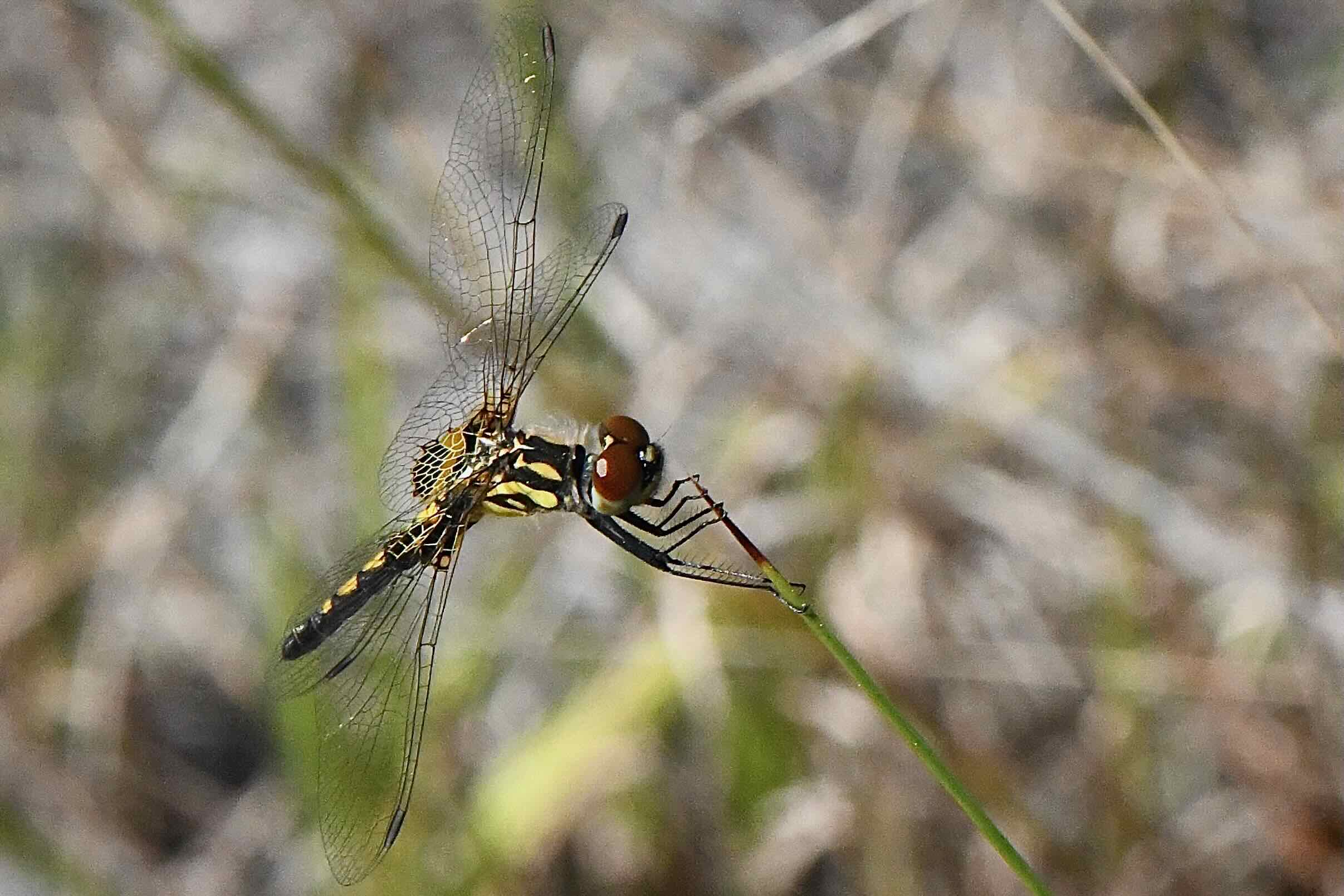 ornate pennant dragonfly