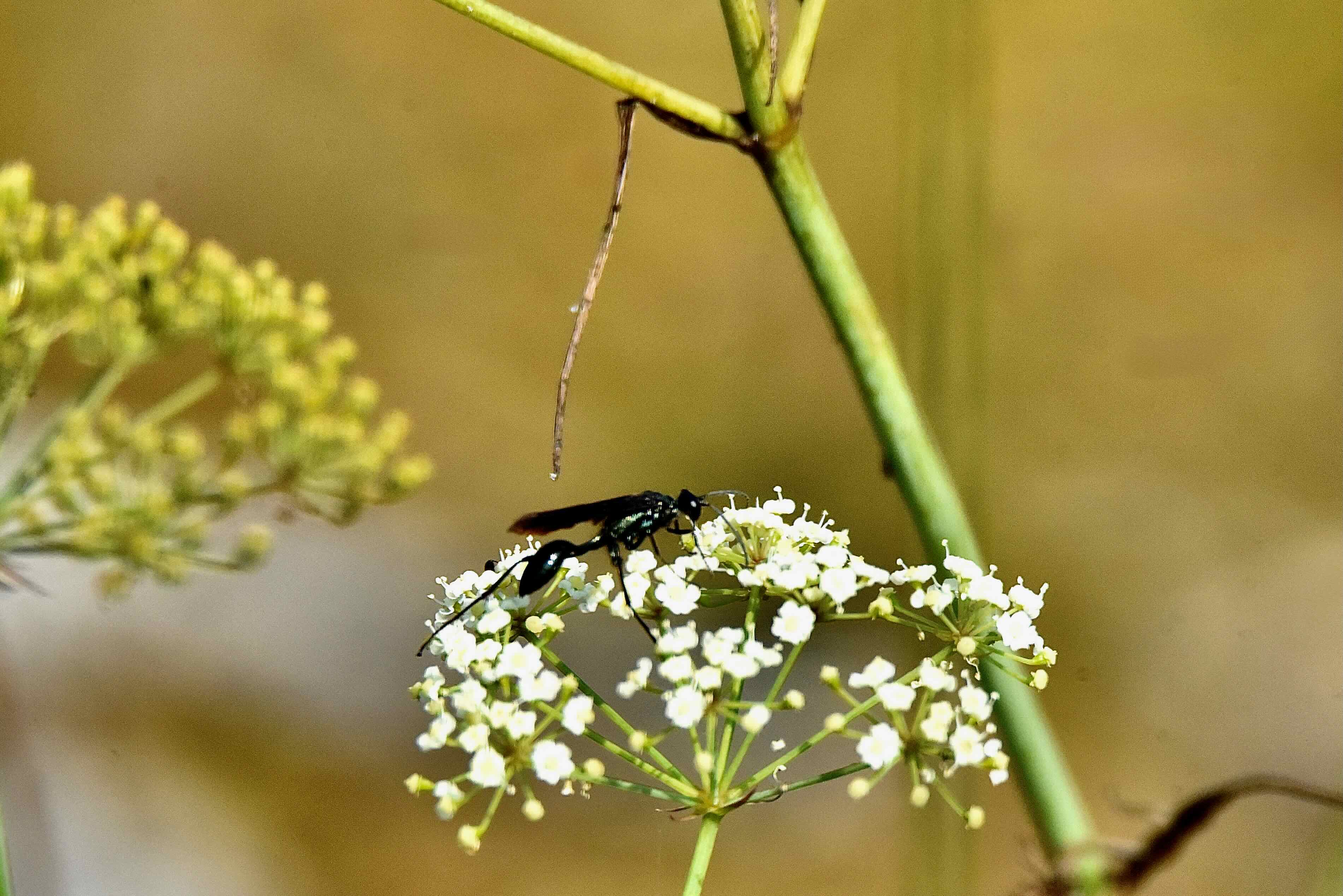 common blue mud-dauber wasp