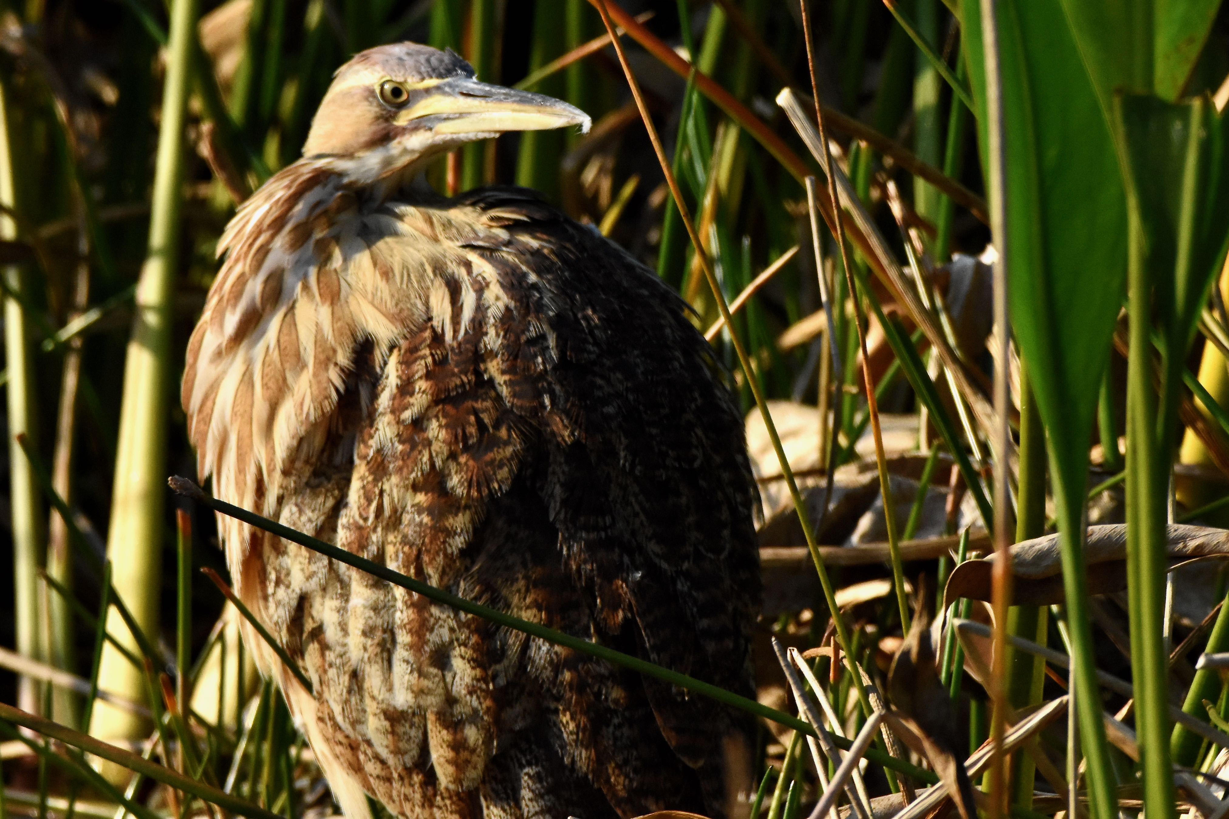 american bittern
