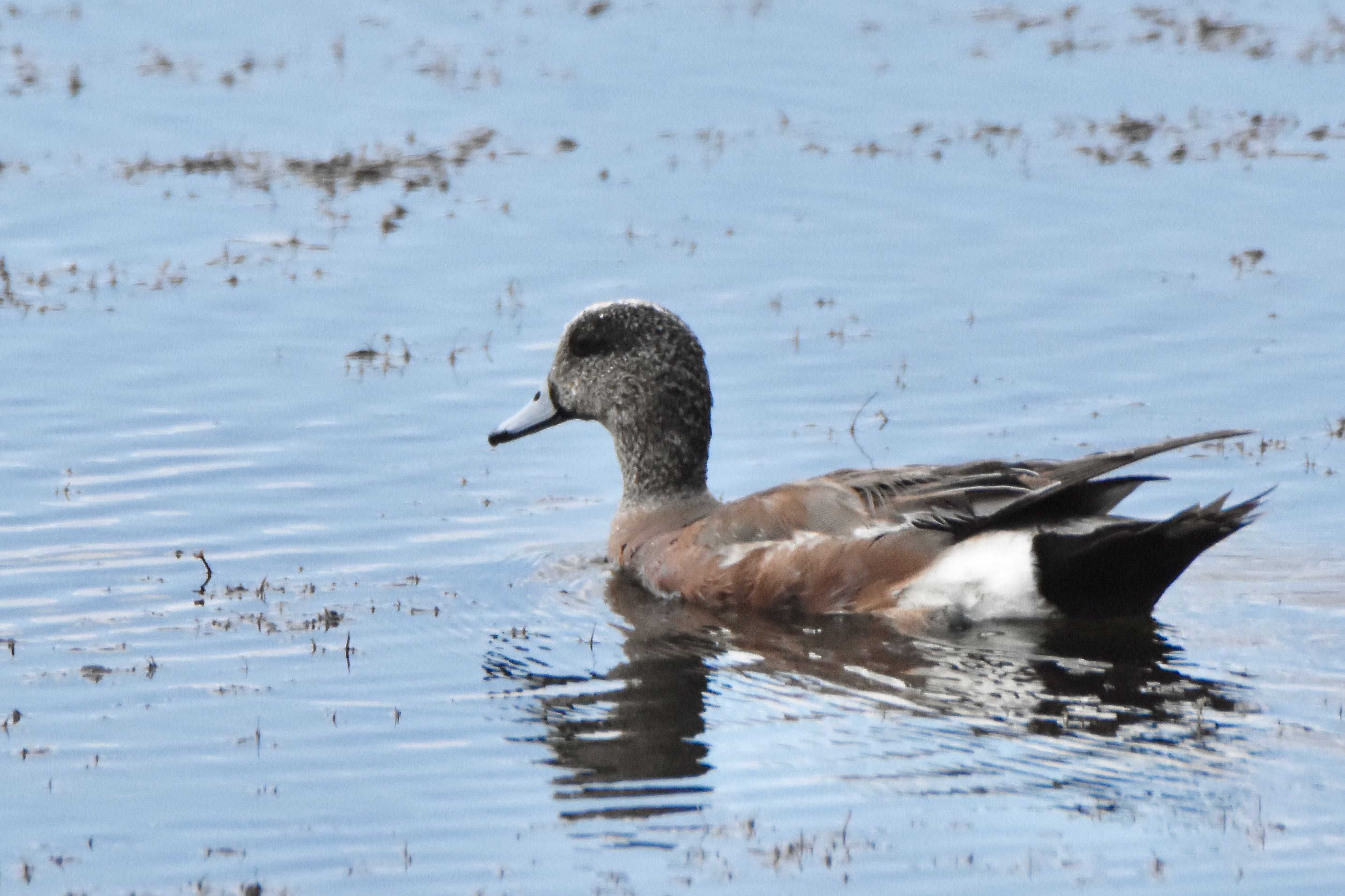 american wigeon