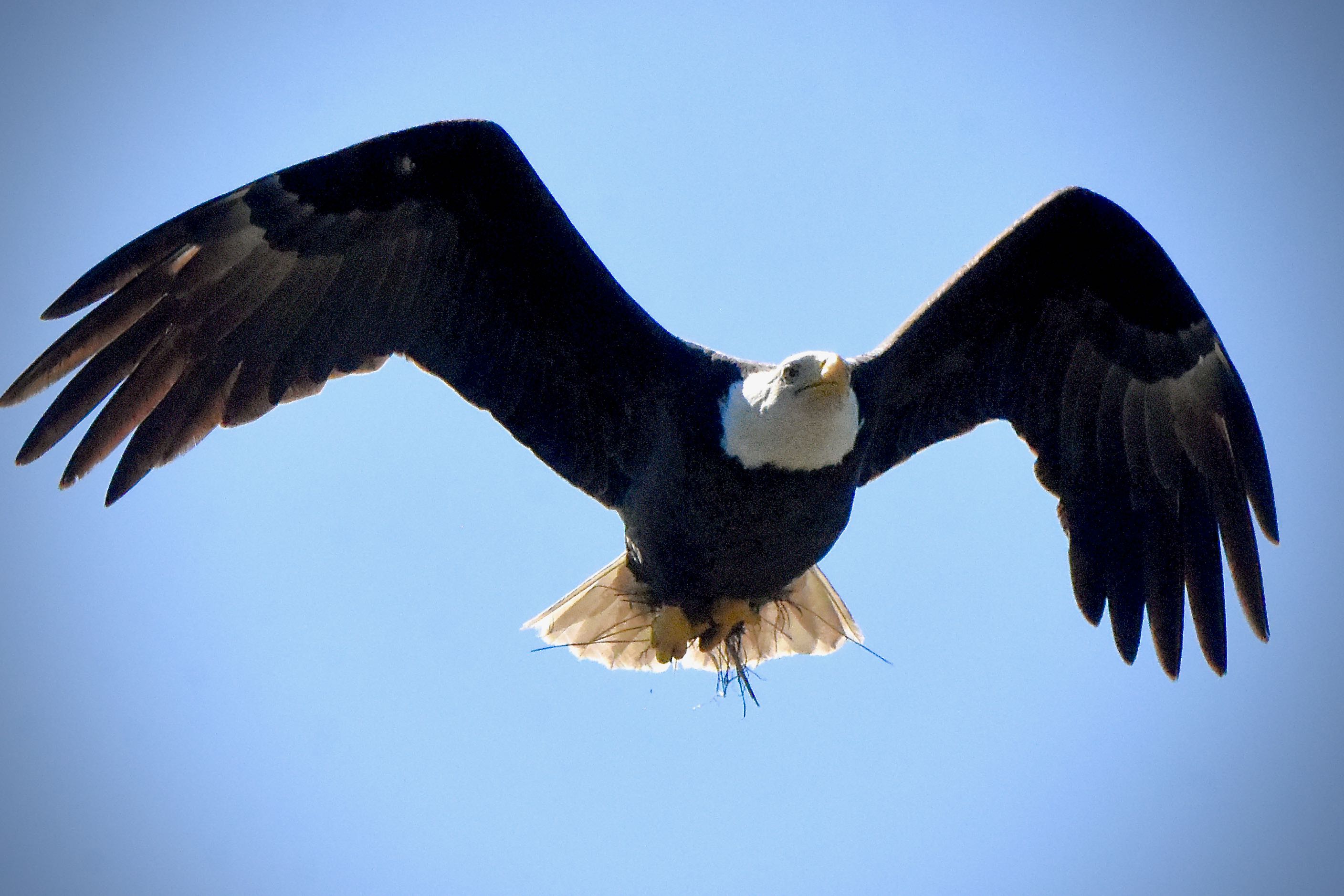 bald eagle