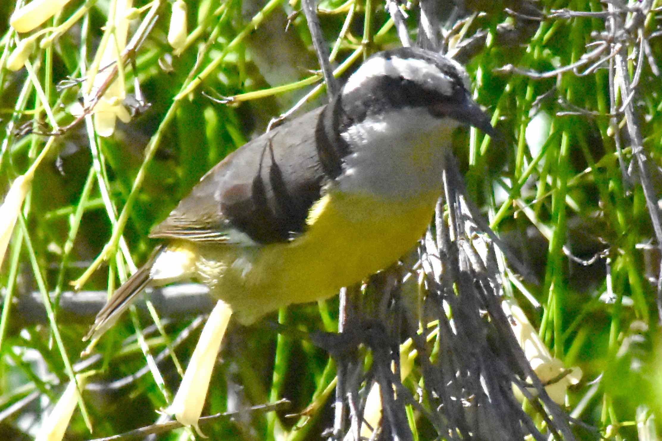 Bananaquit