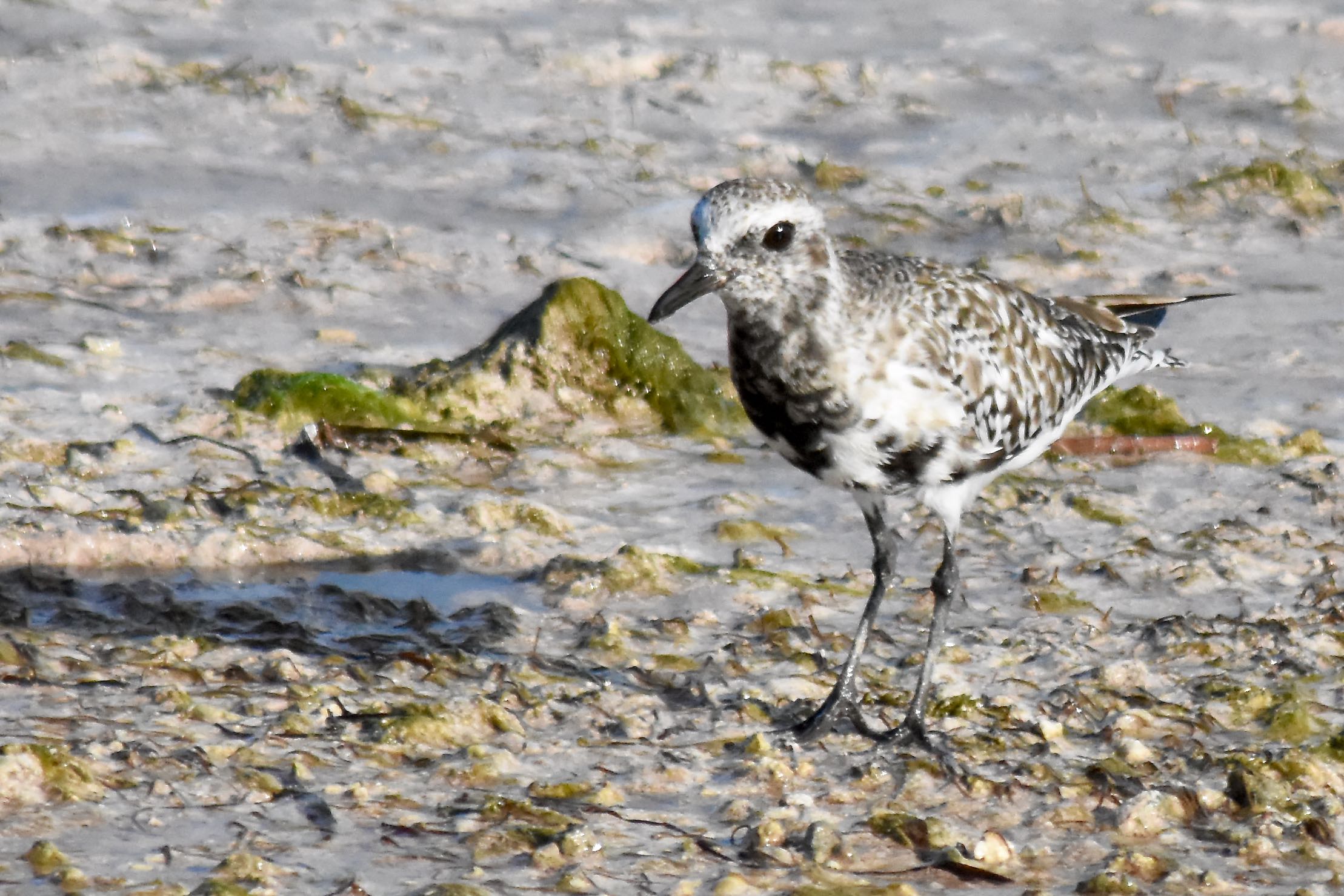 black-bellied plover