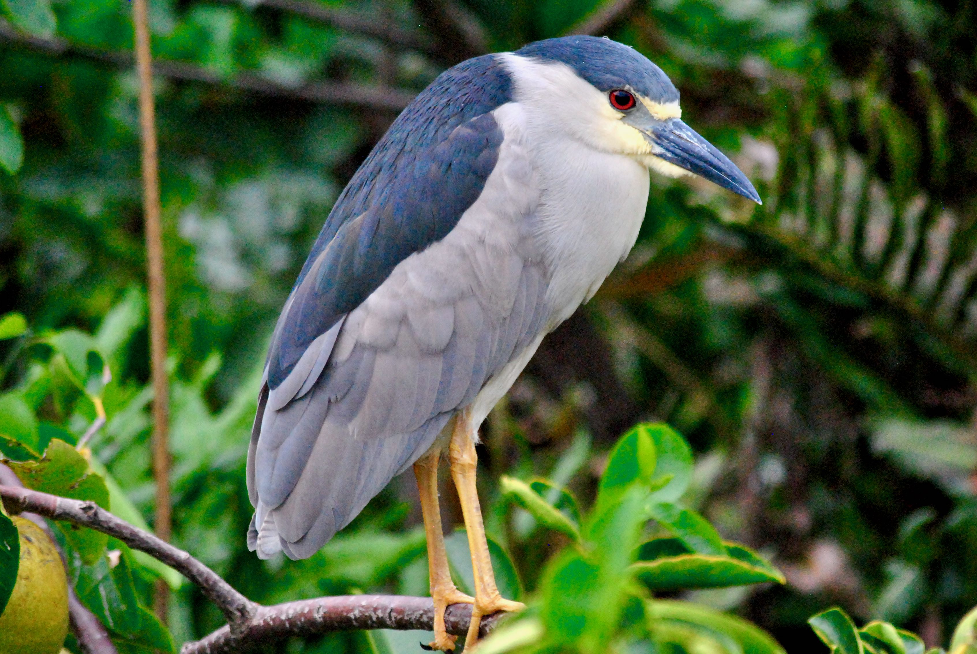 black-crowned night heron