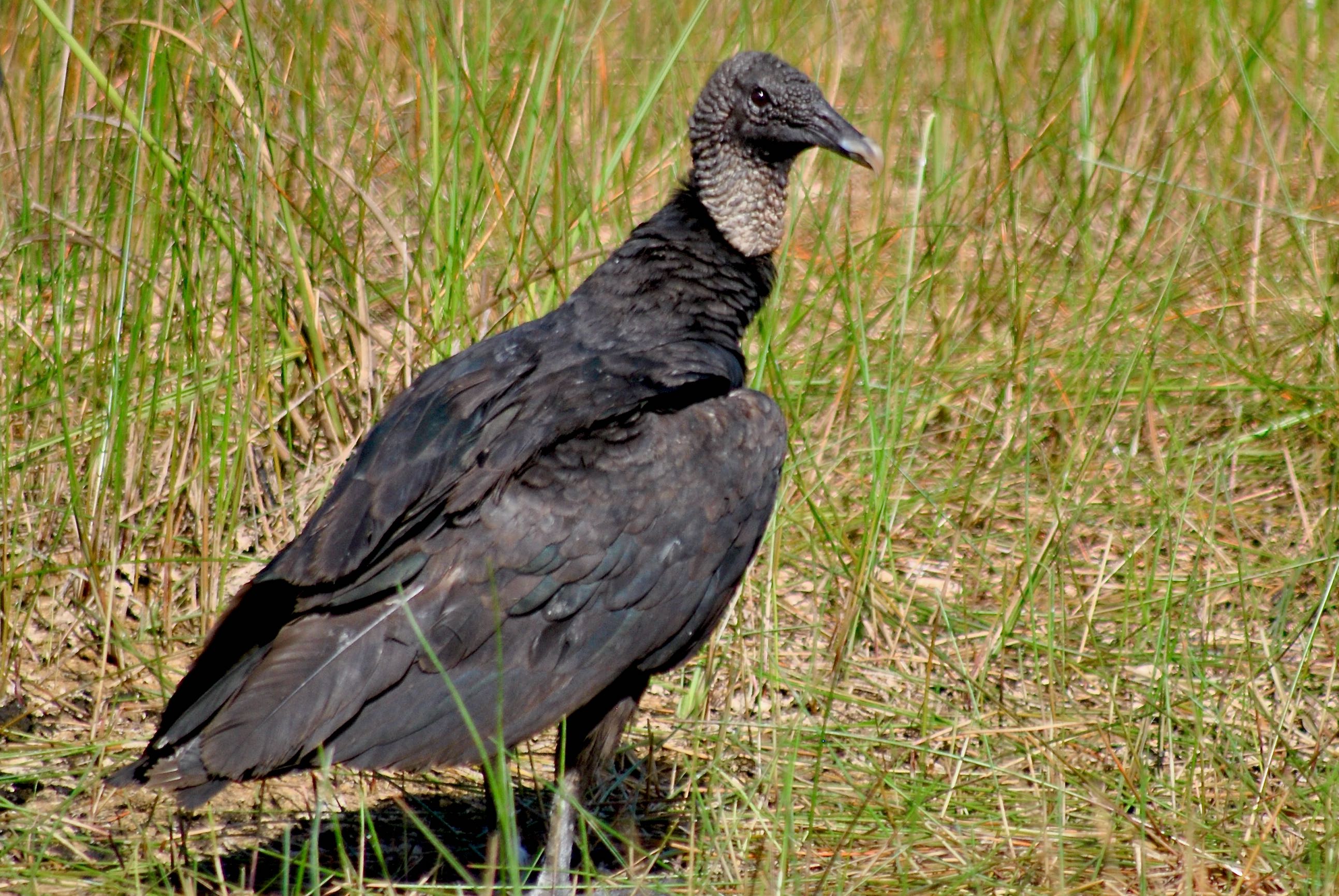 black vulture