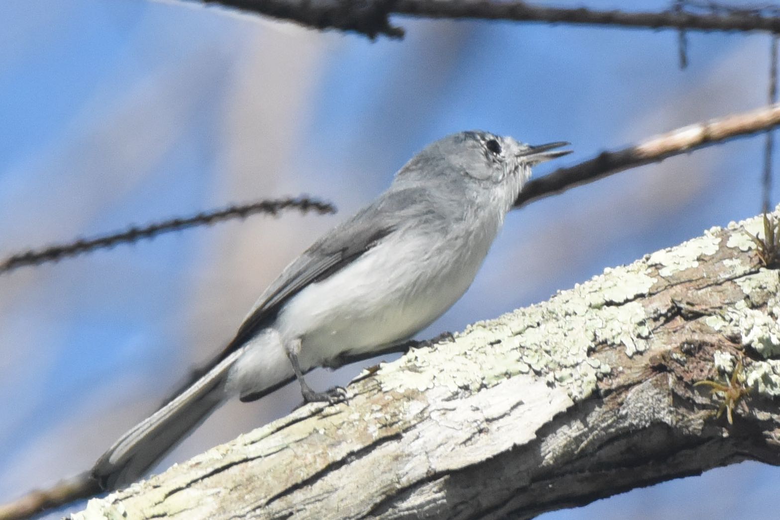 blue-gray gnatcatcher