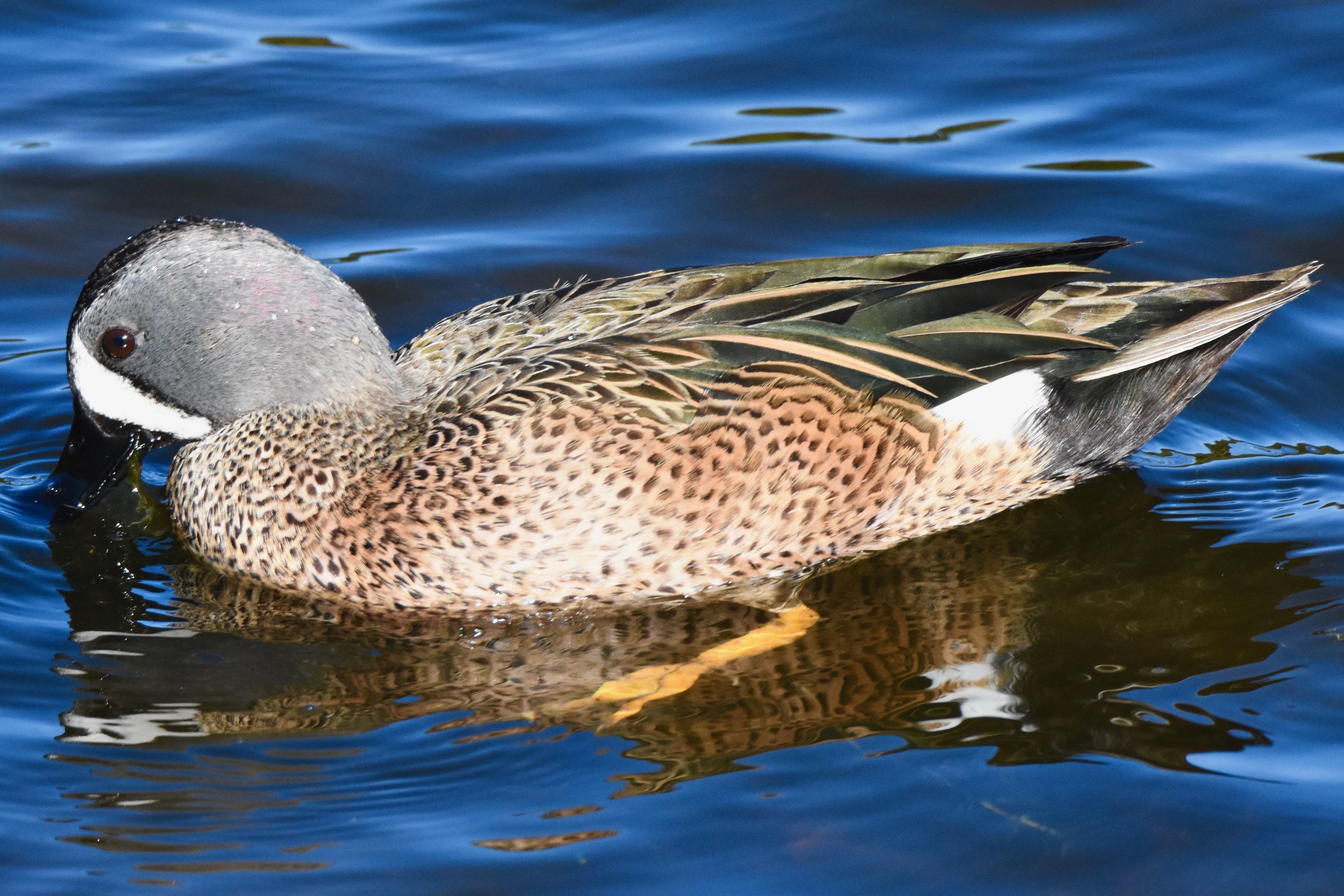blue-winged teal