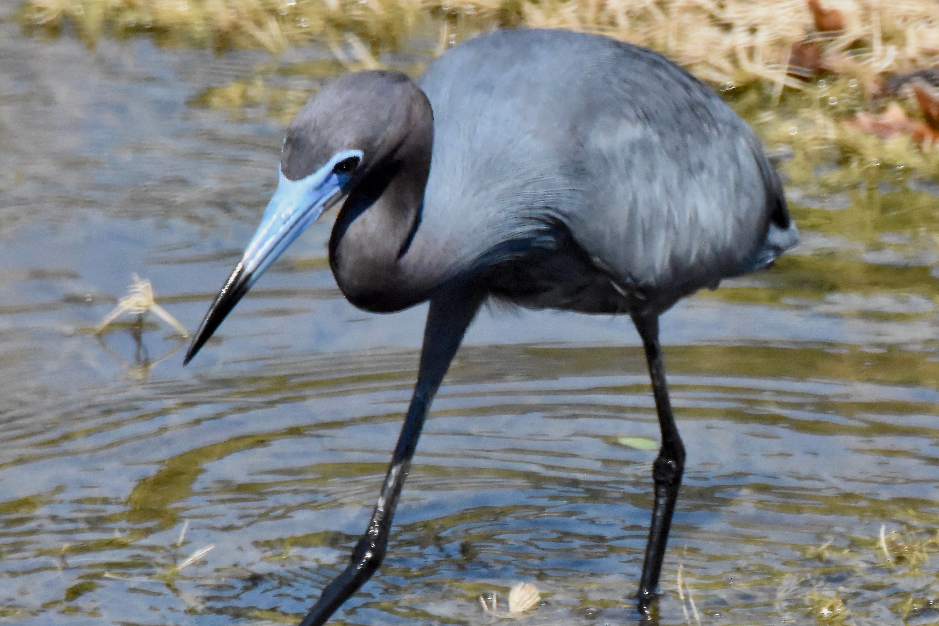 little blue heron