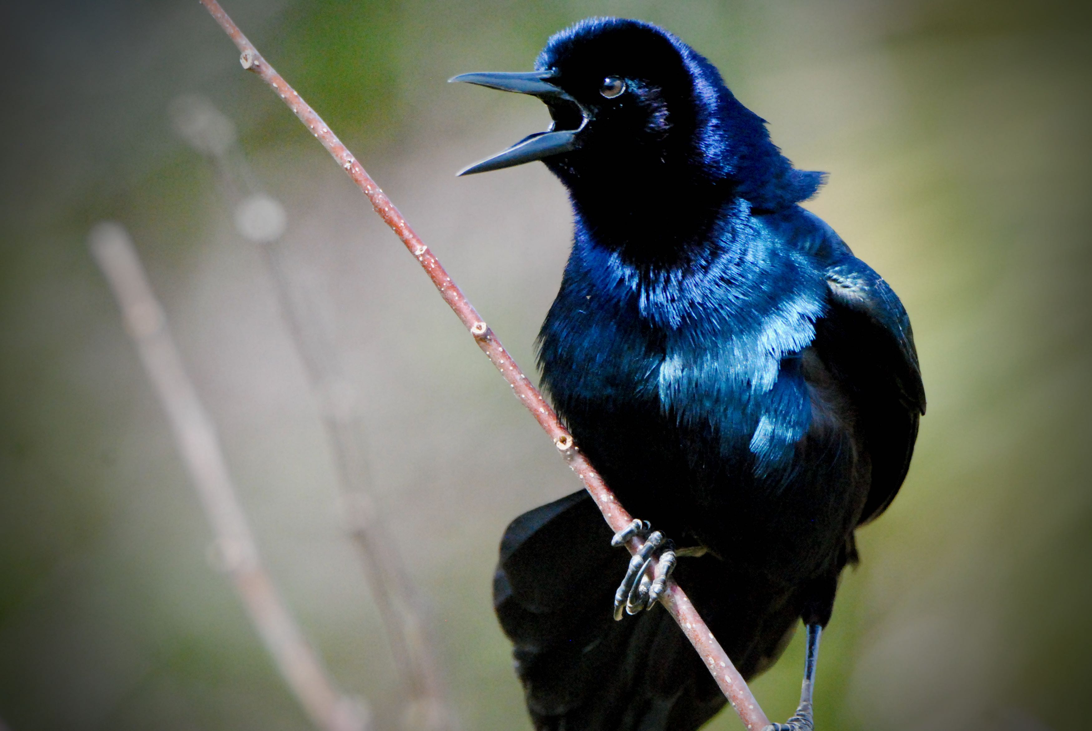 boat-tailed grackle